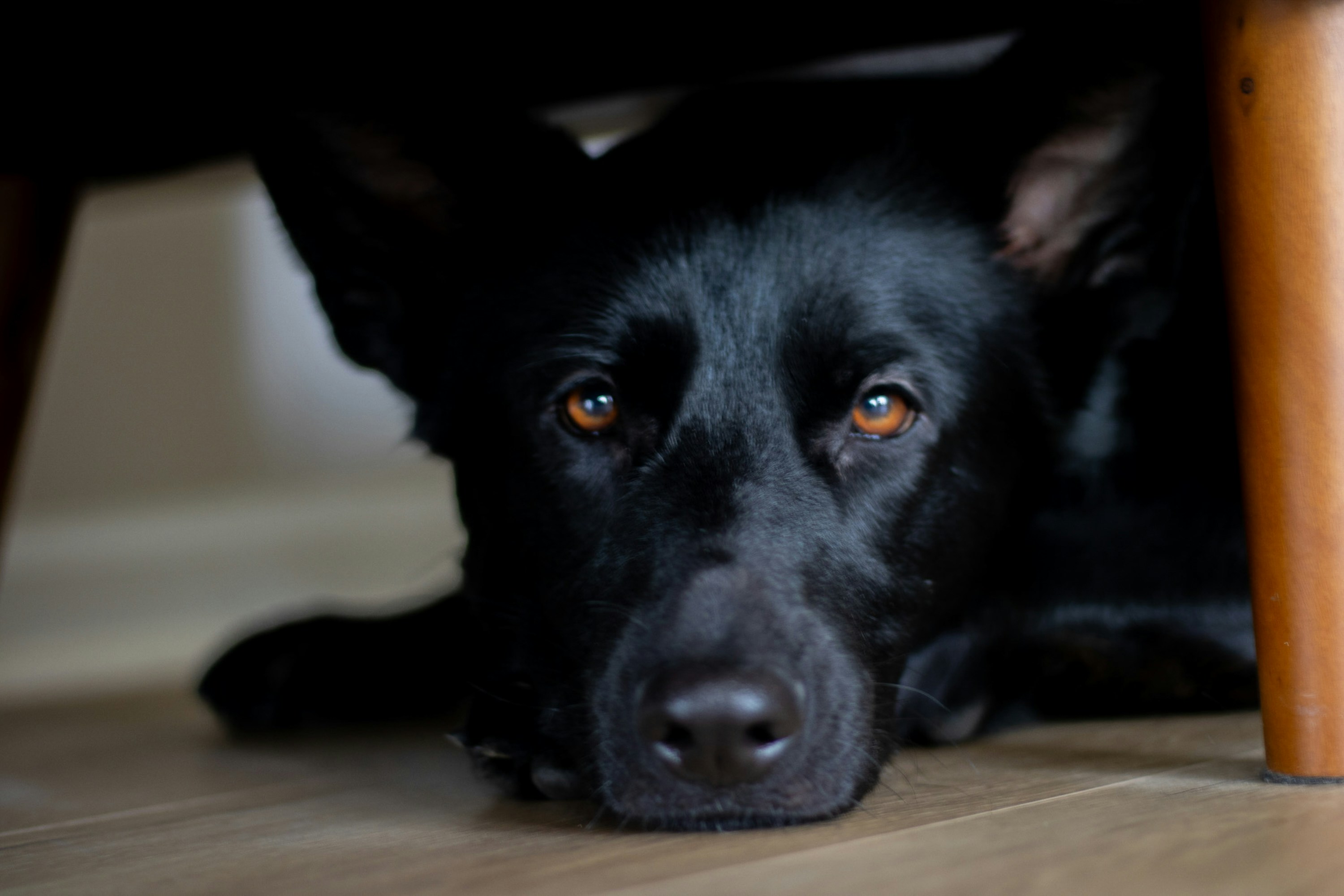 A black dog laying under a wooden table
