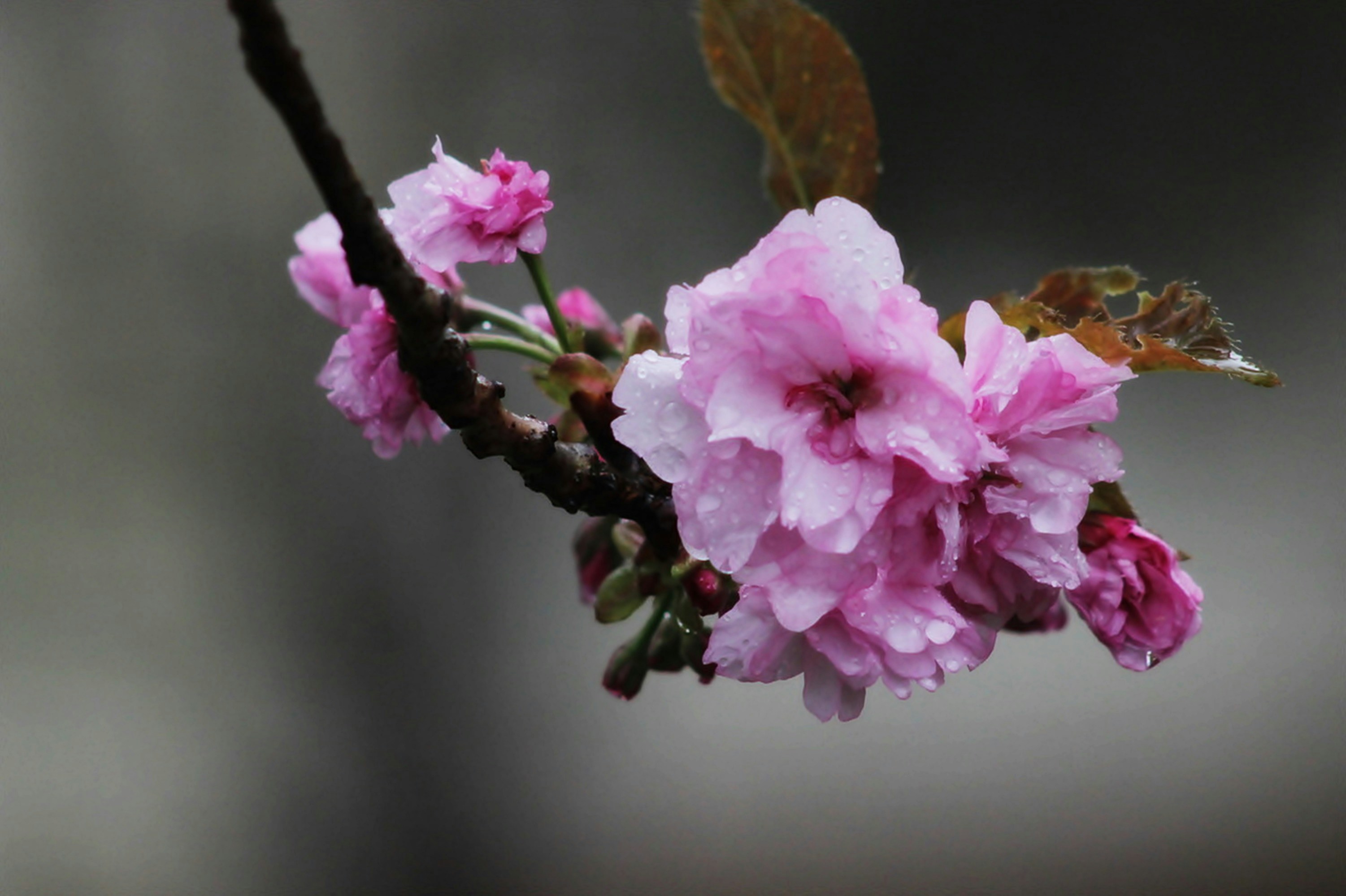 Photo by viewsofthecamera