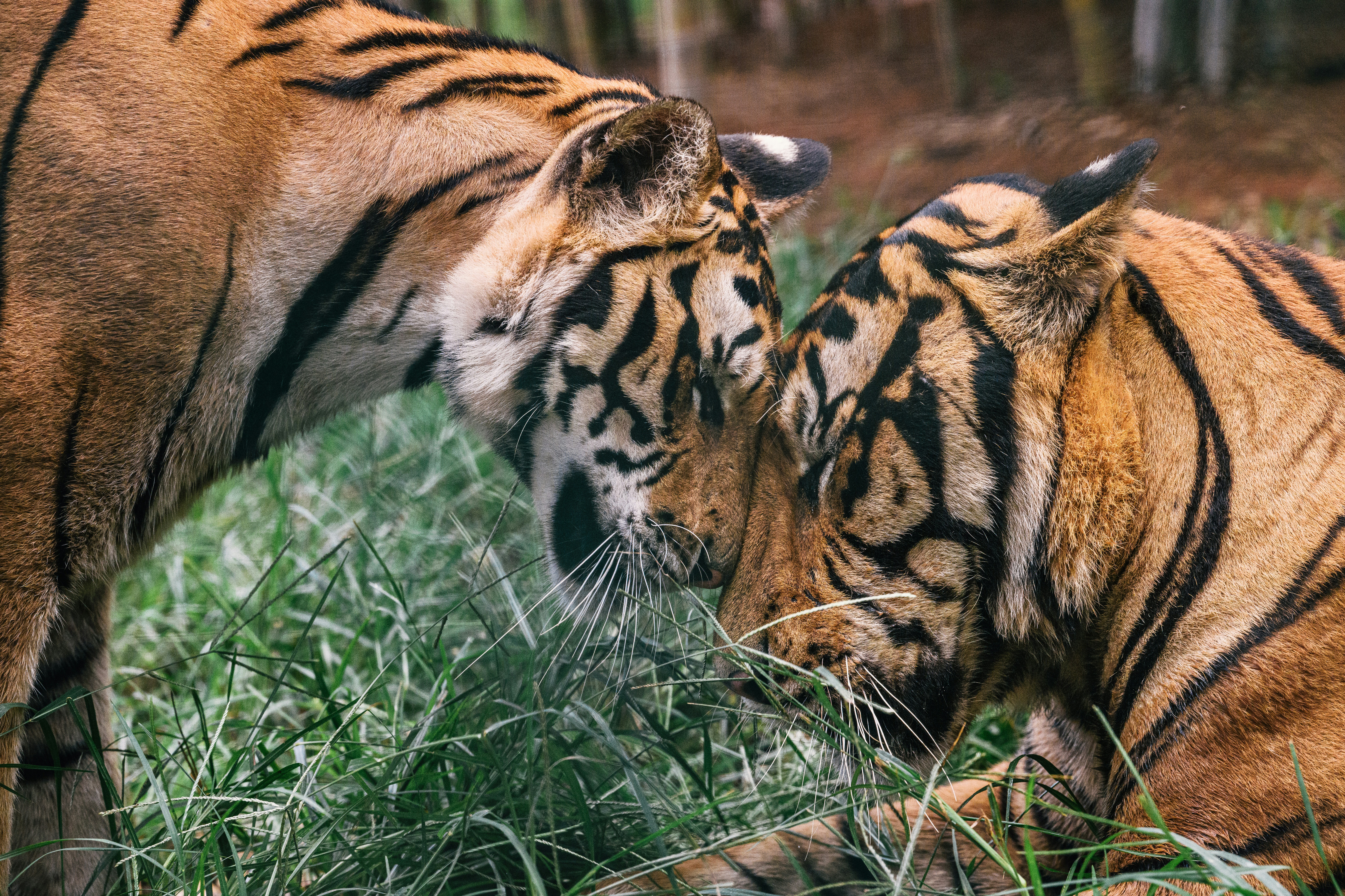 2頭のトラが草むらに寝そべっていますの写真 – Unsplashの動物の