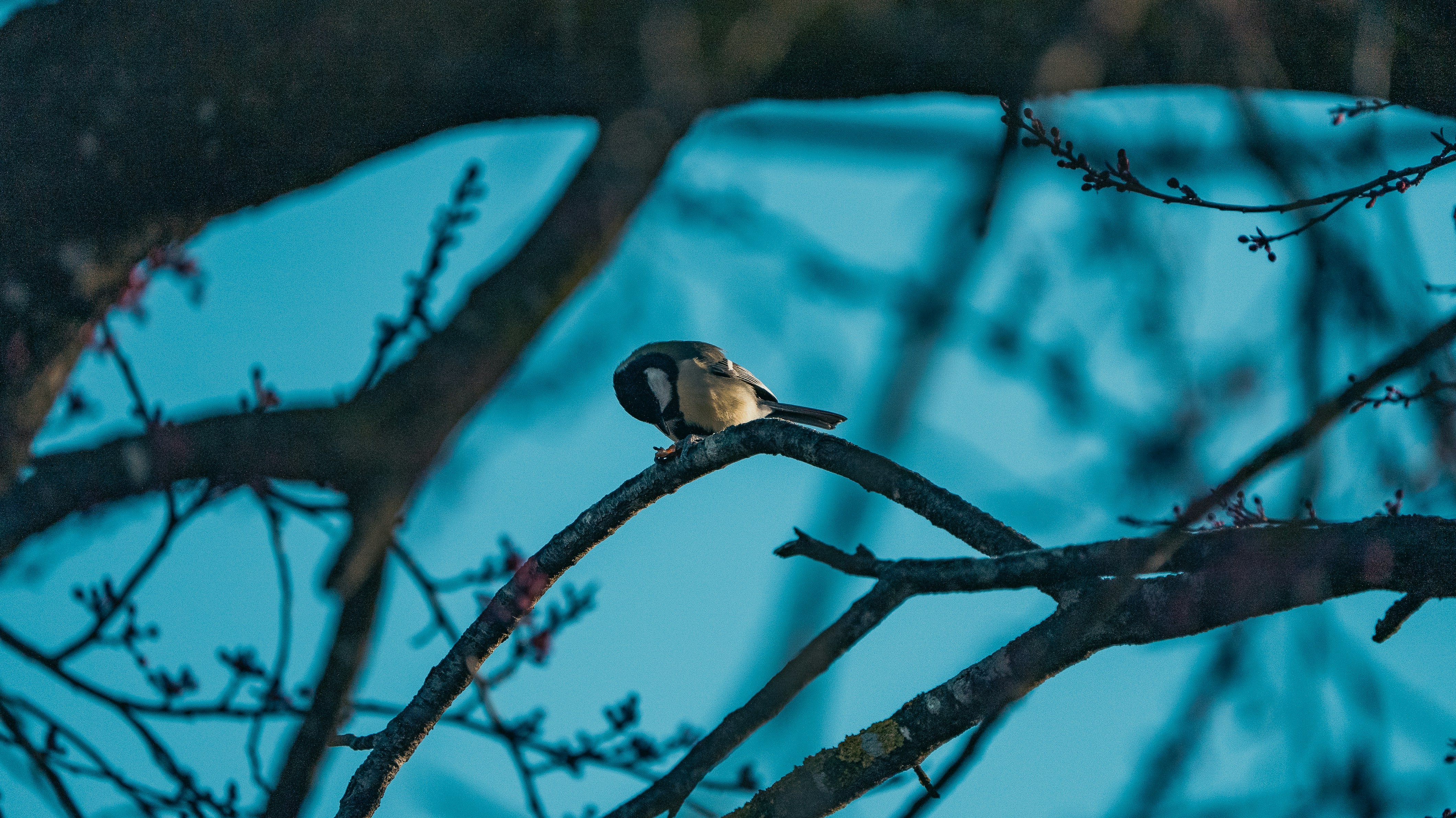 Photo by patrick_von_der_wehd