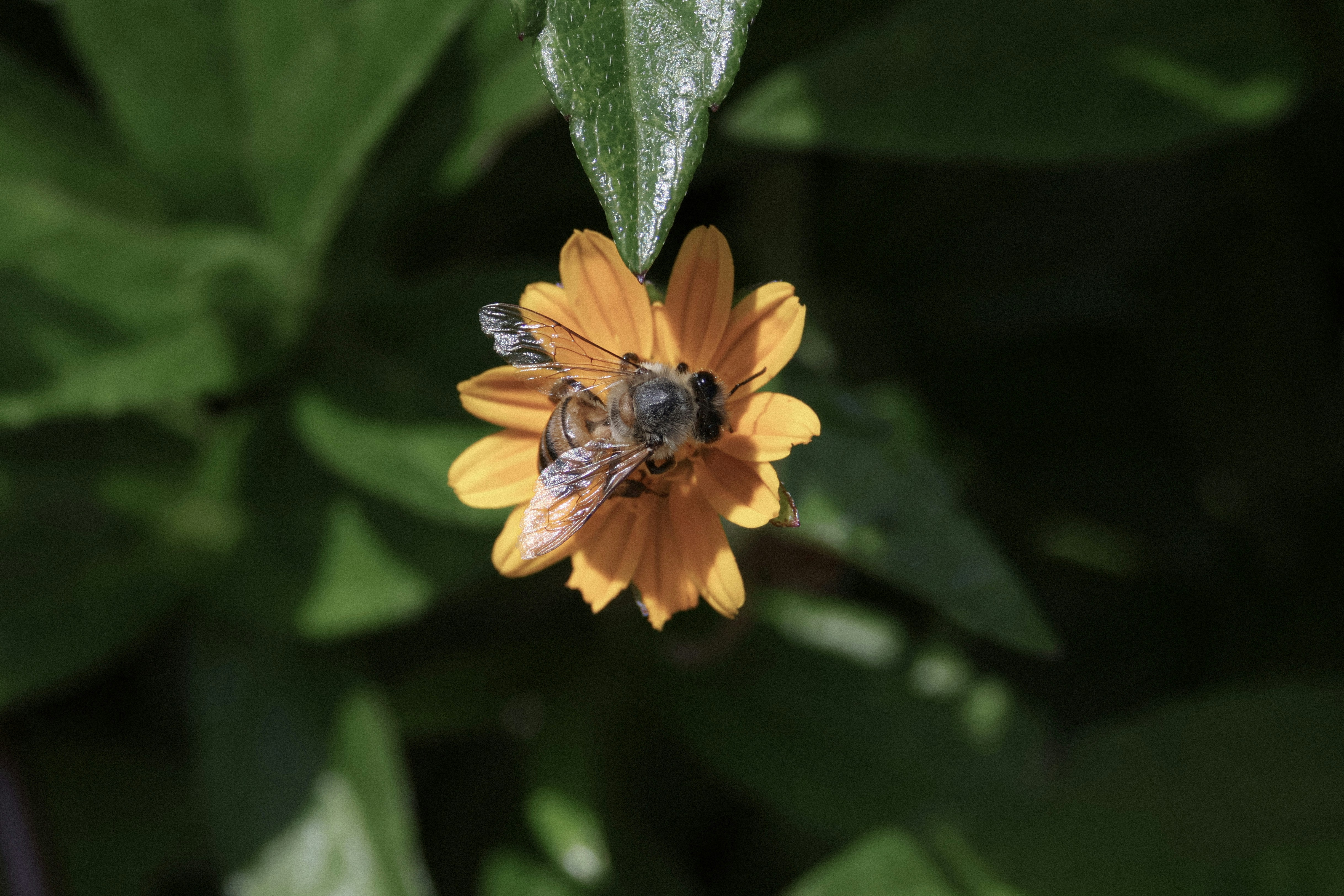 Un'ape è seduta su un fiore giallo