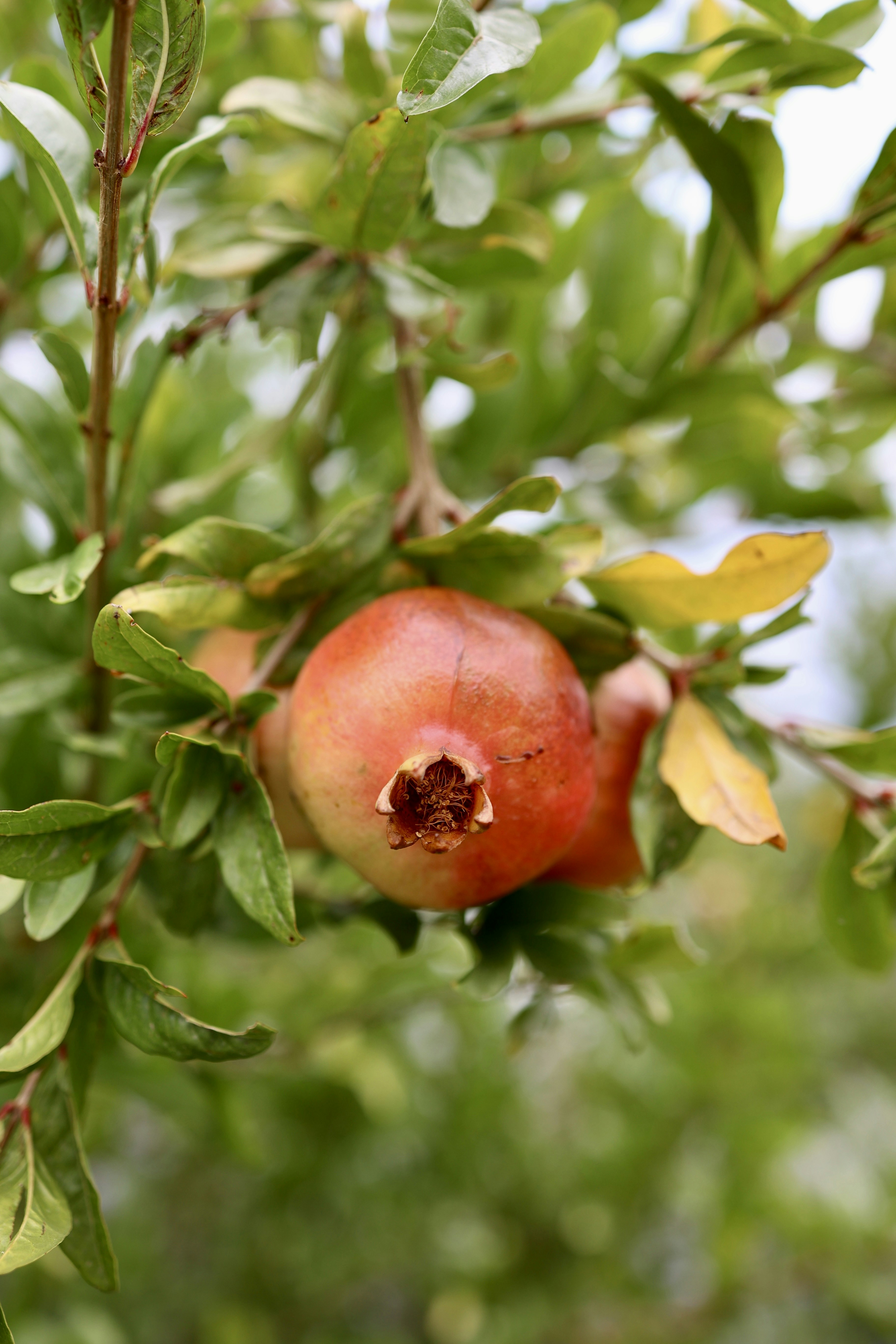 Photo by jordantorrilla