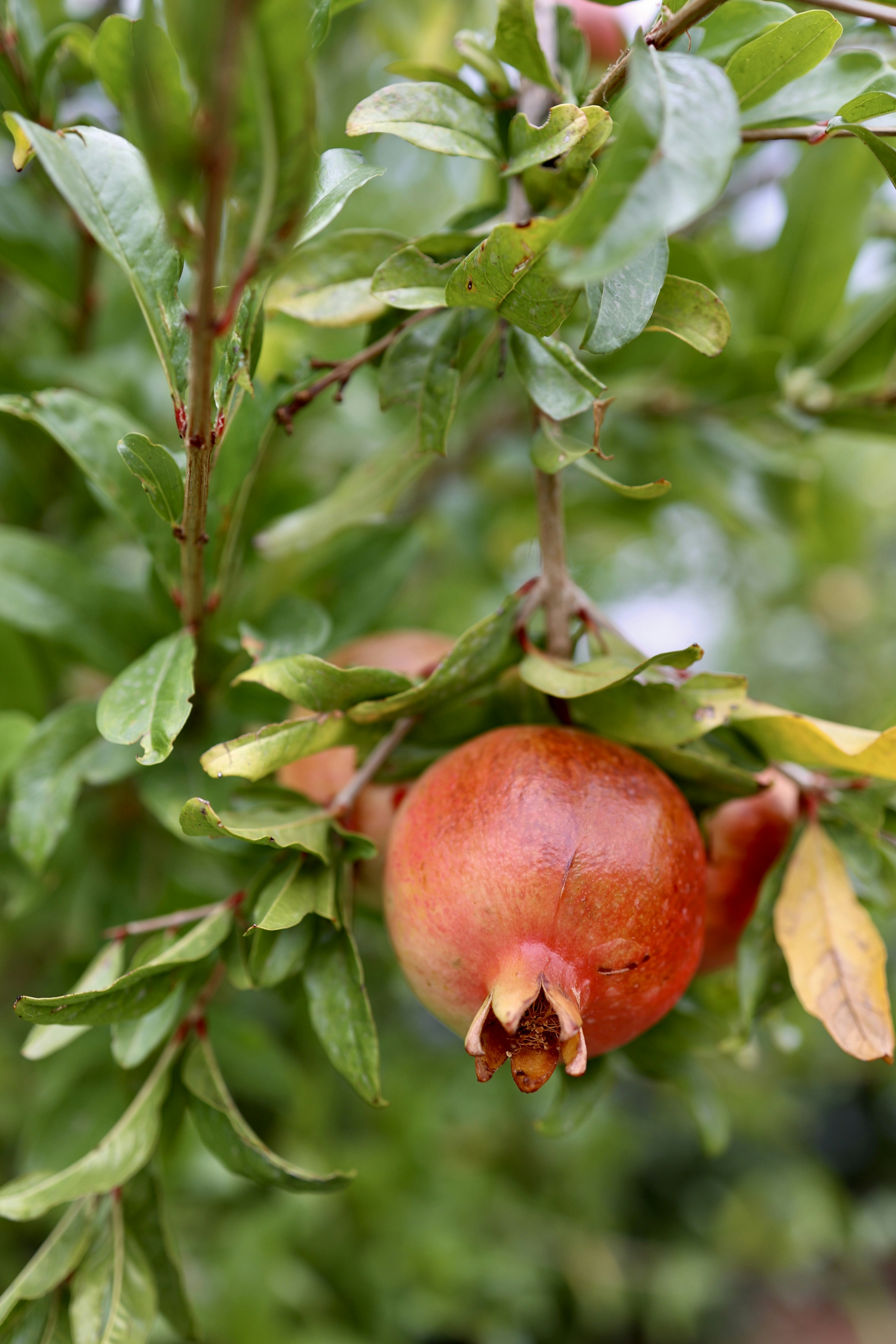 Photo by jordantorrilla