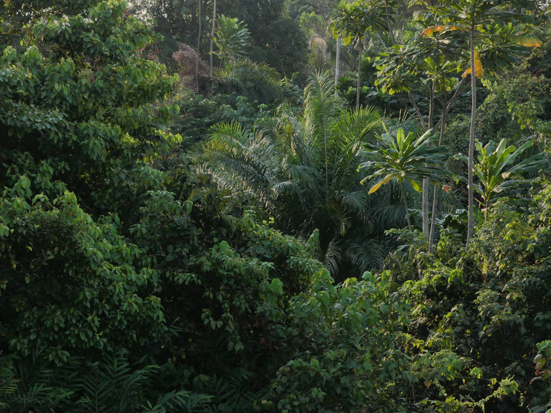 Gabón