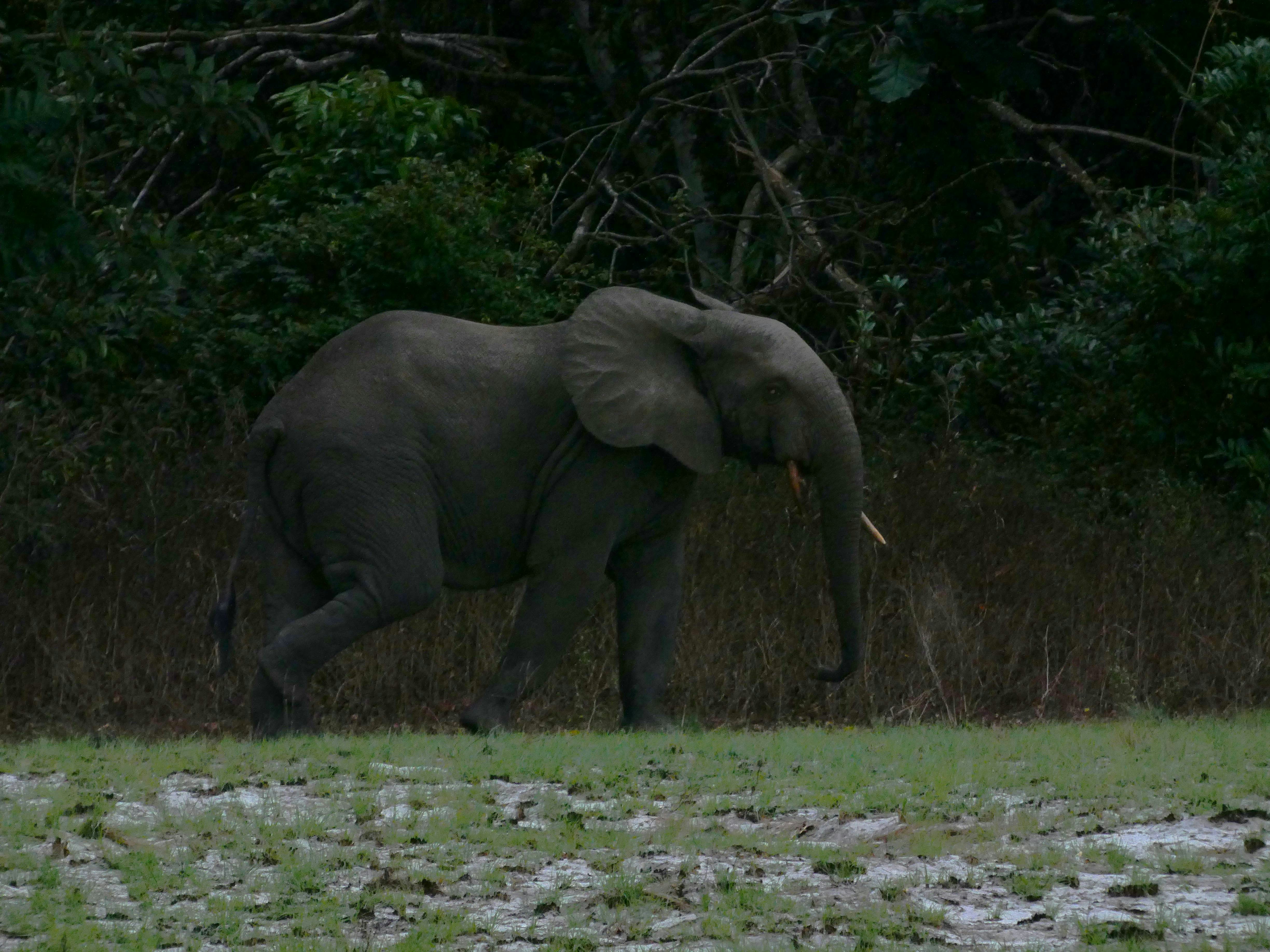 An elephant walking through a grassy field next to trees