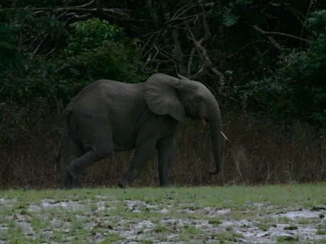 An elephant walking through a grassy field next to trees
