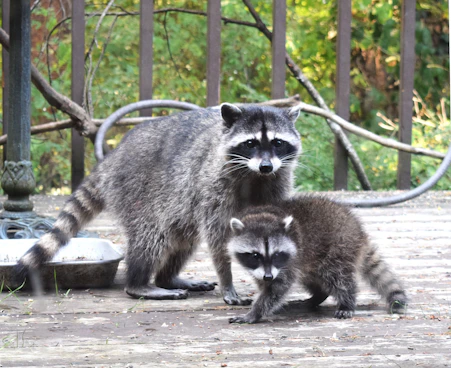 A couple of raccoons that are standing in the dirt