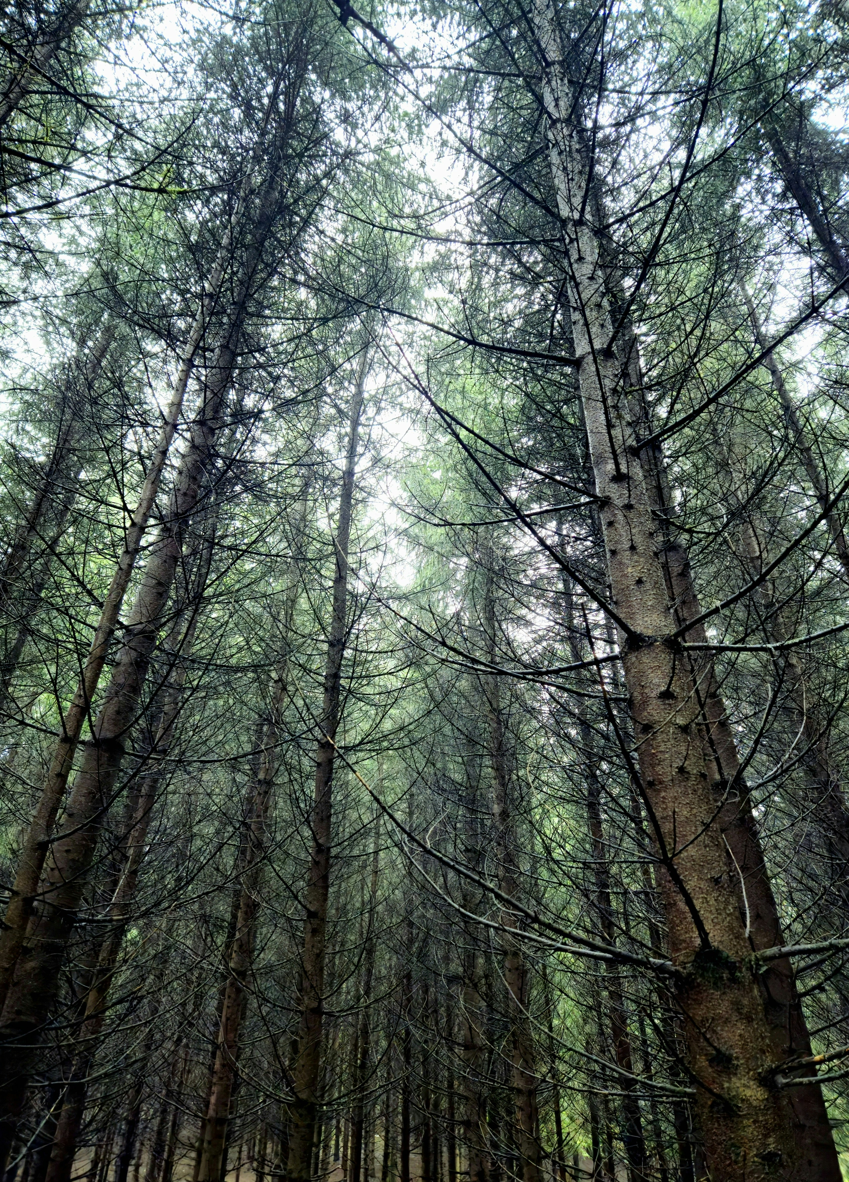 A forest filled with lots of tall trees