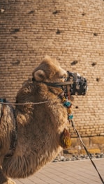 A camel with a camera strapped to its back