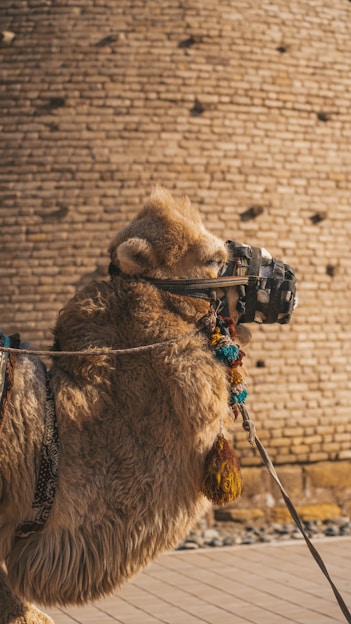 A camel with a camera strapped to its back