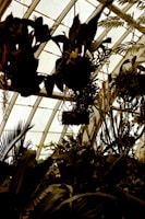 Tanaman Langka Tropis