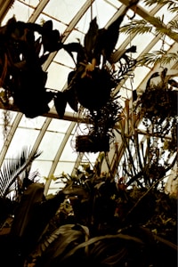 Tips aklimatisasi Scindapsus impor agar tidak layu