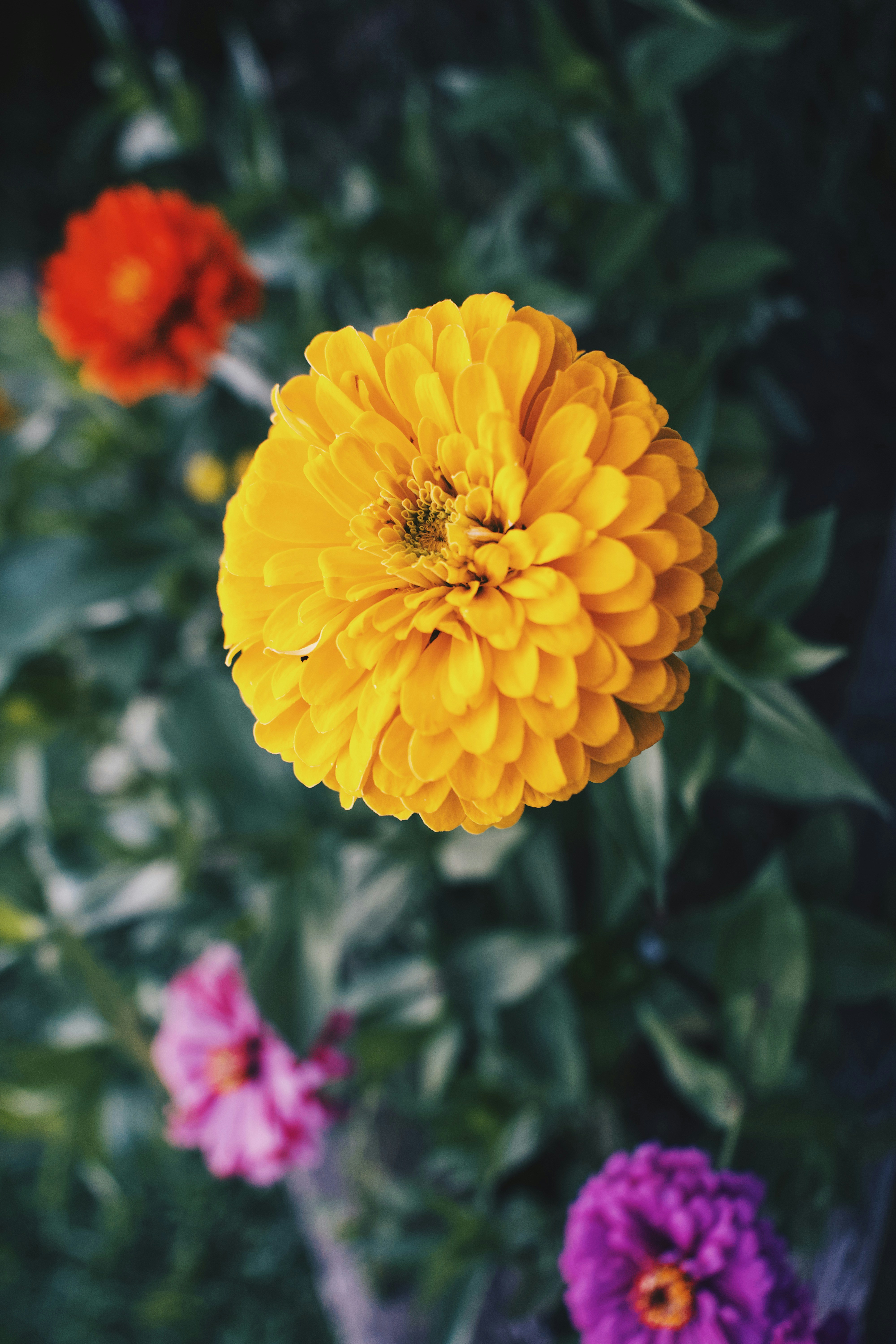 A bunch of flowers that are in the grass