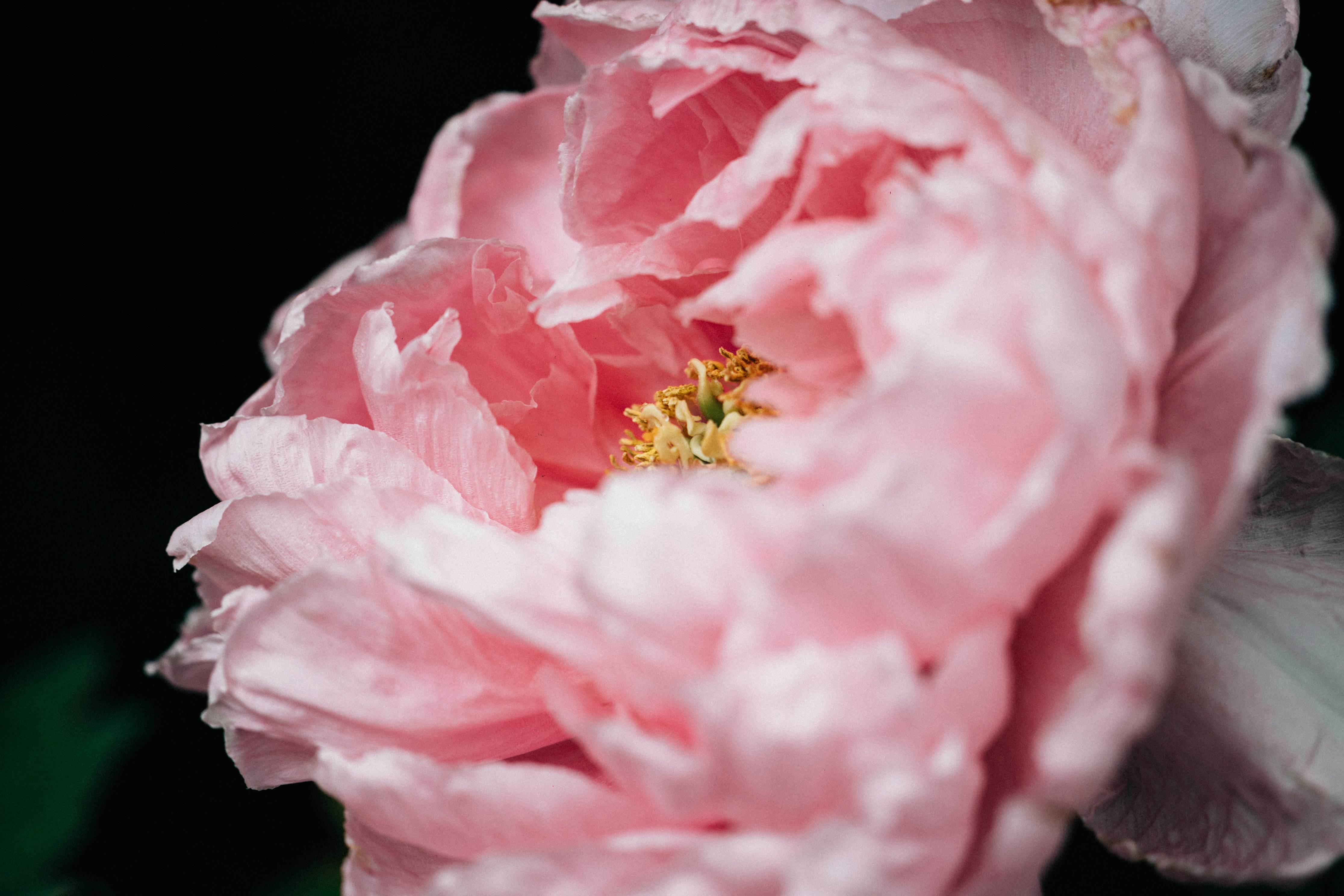 Photo by tsuyoshikozu