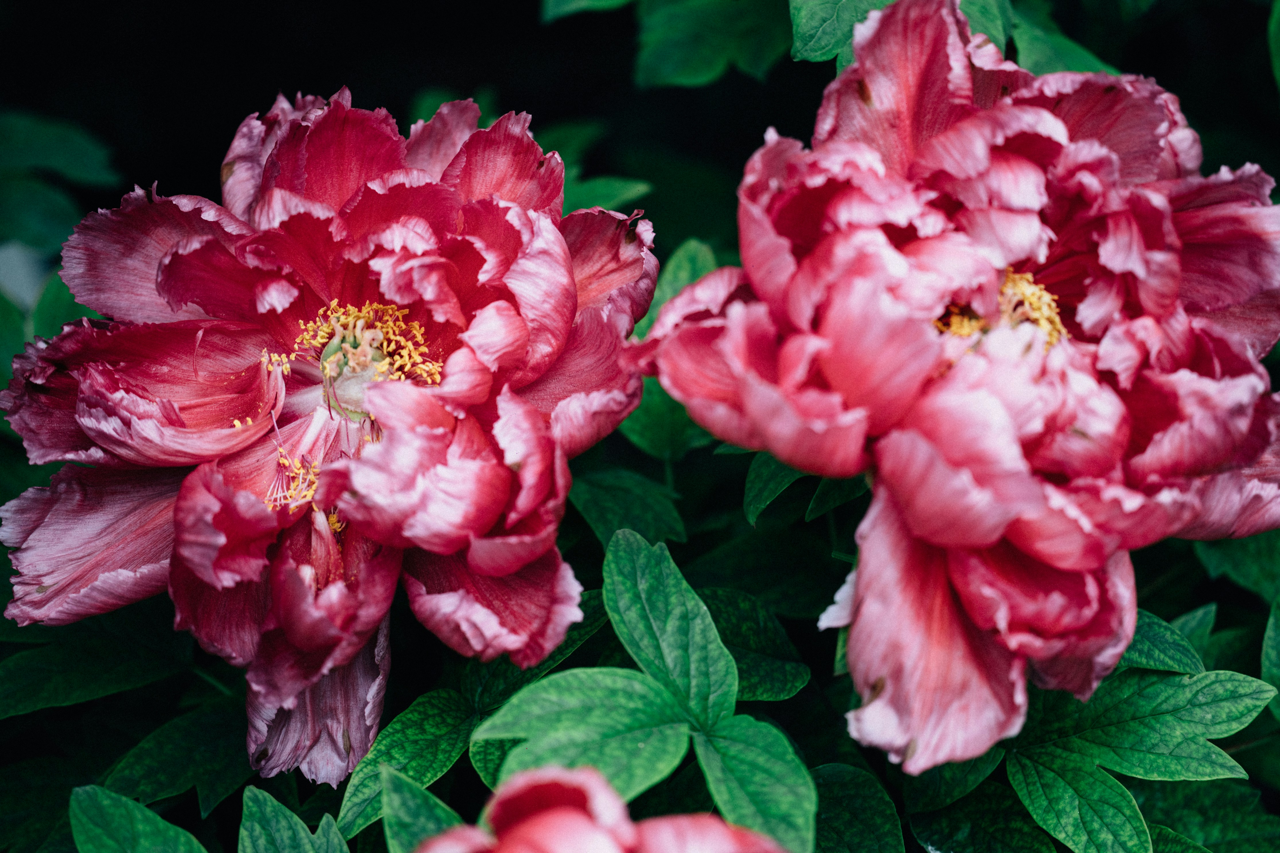 Photo by tsuyoshikozu