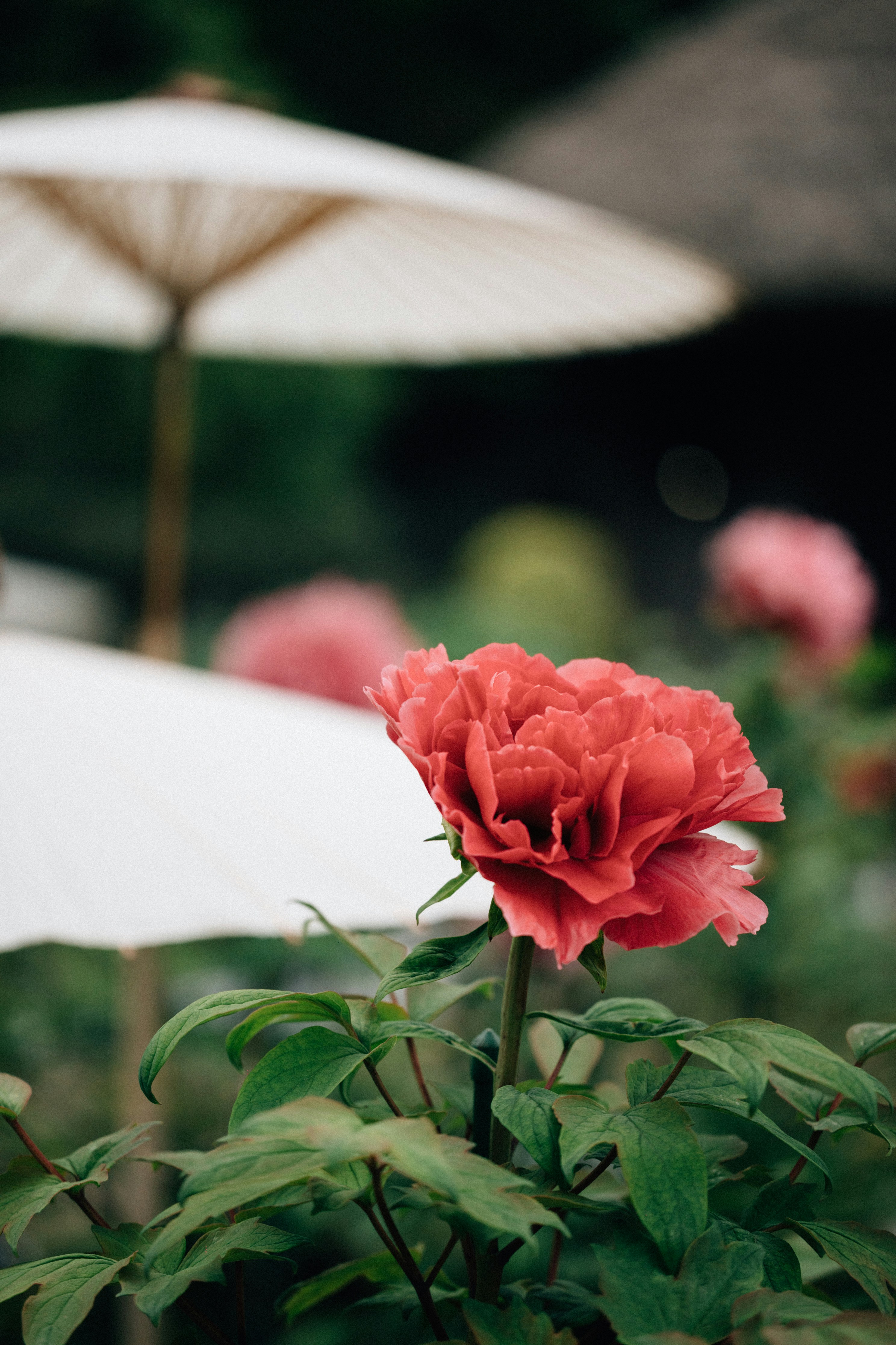 Photo by tsuyoshikozu