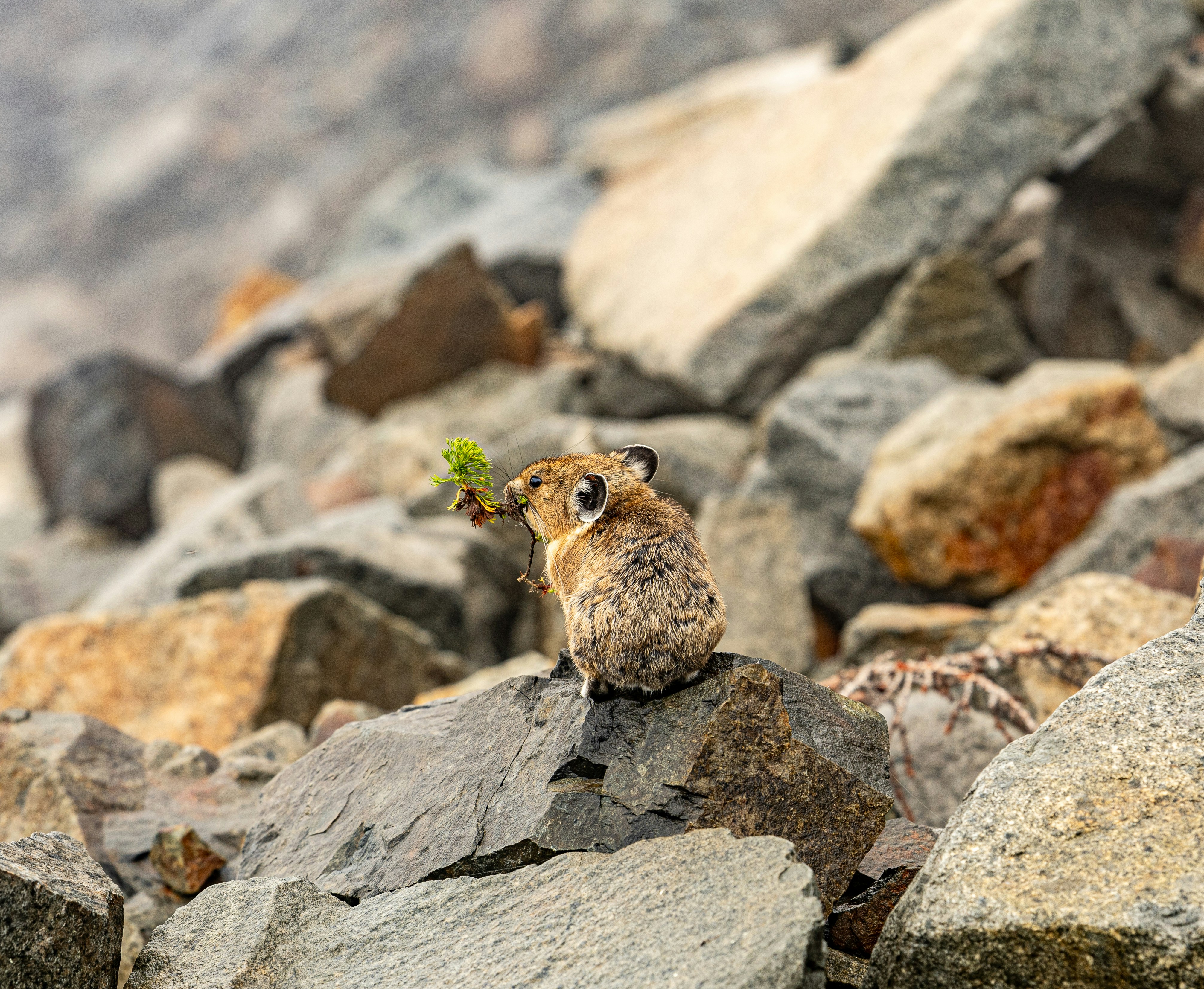 Photo by lancetraveler60