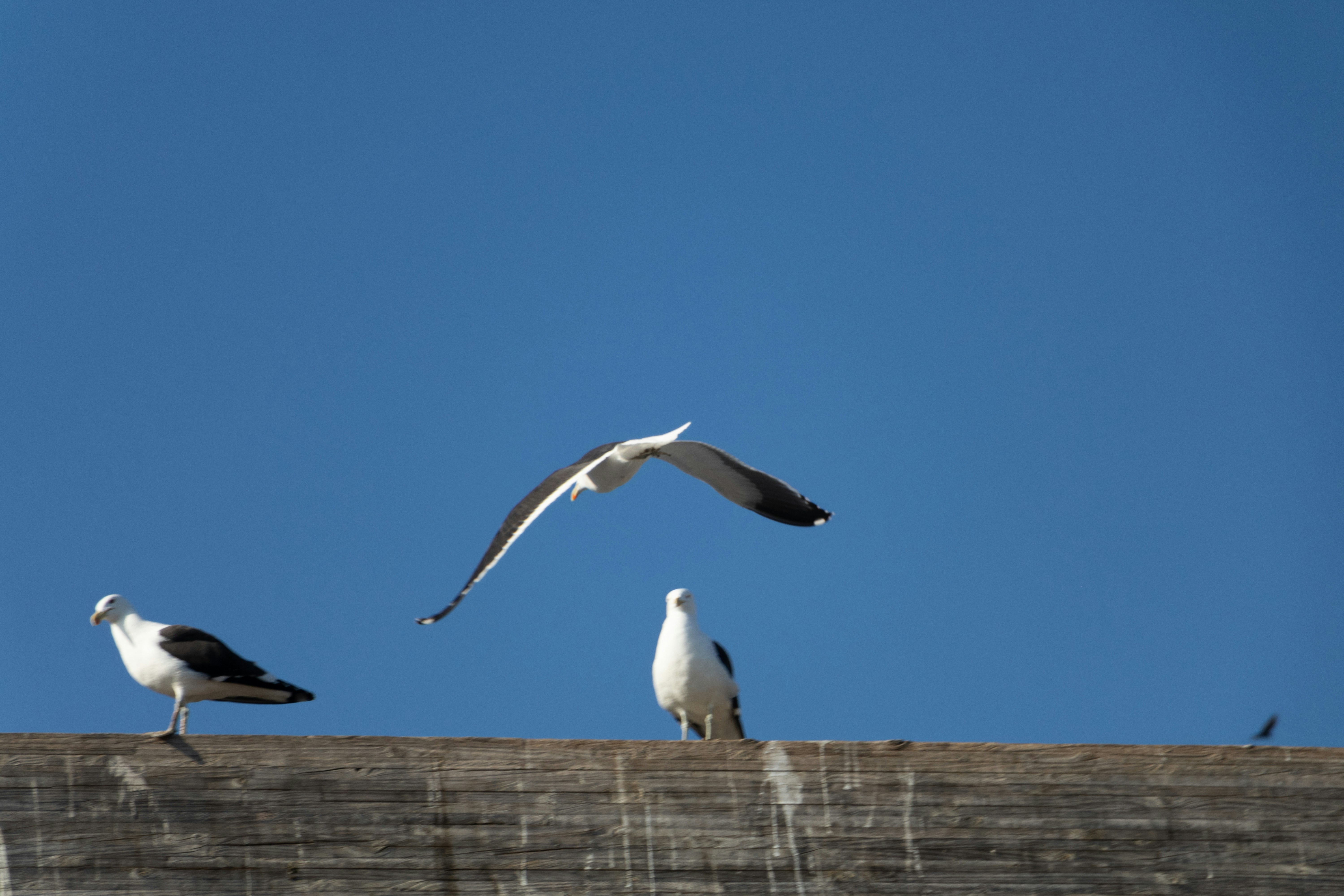 Photo by pengxuanhu