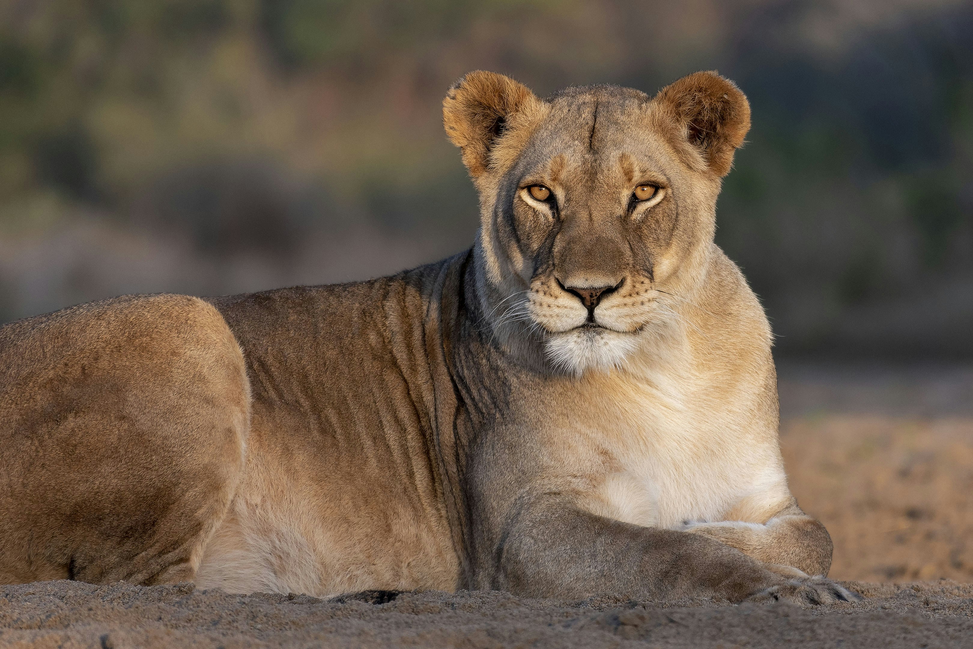 A lion laying down in the dirt