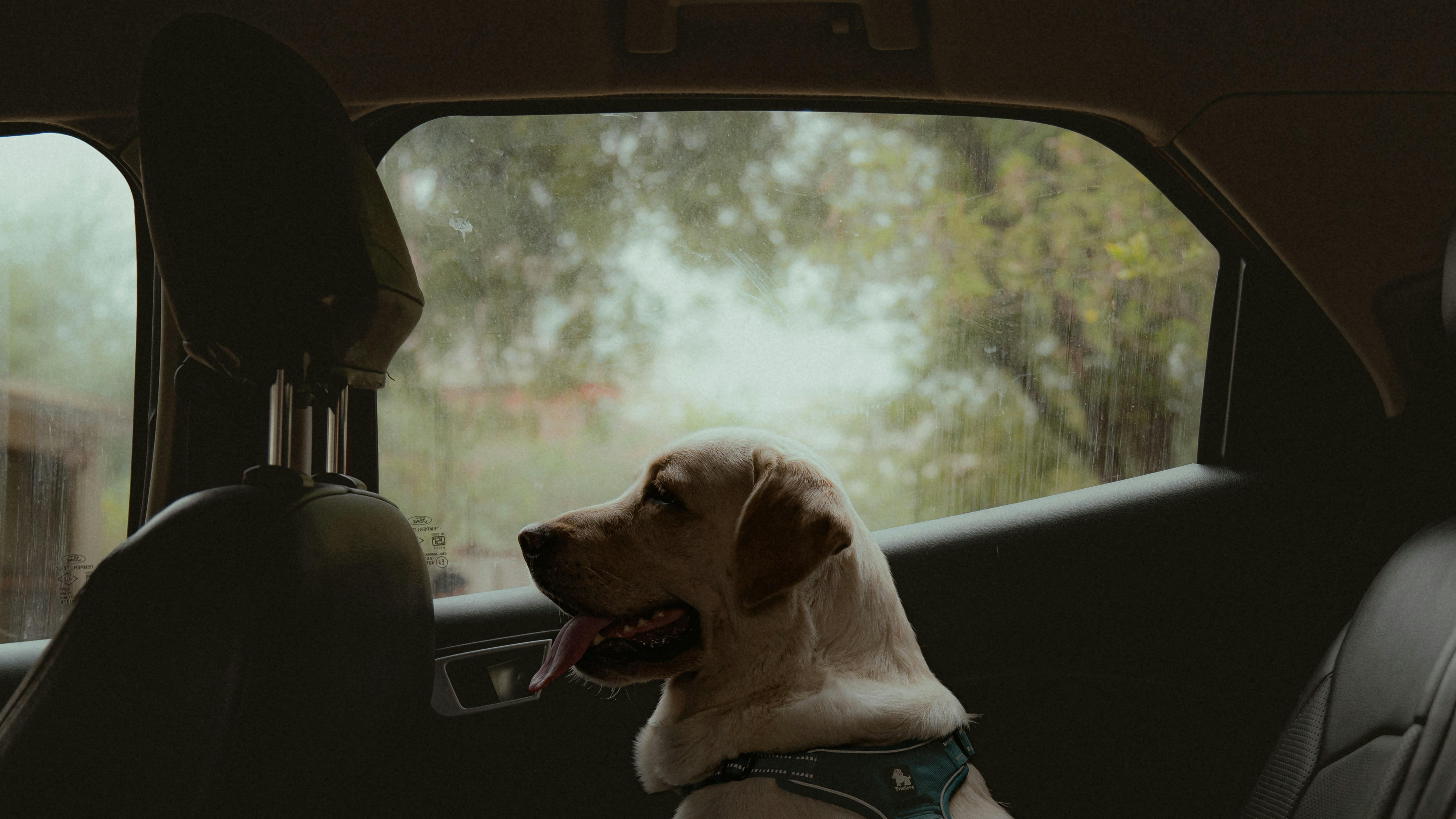 A dog sitting in the back seat of a car