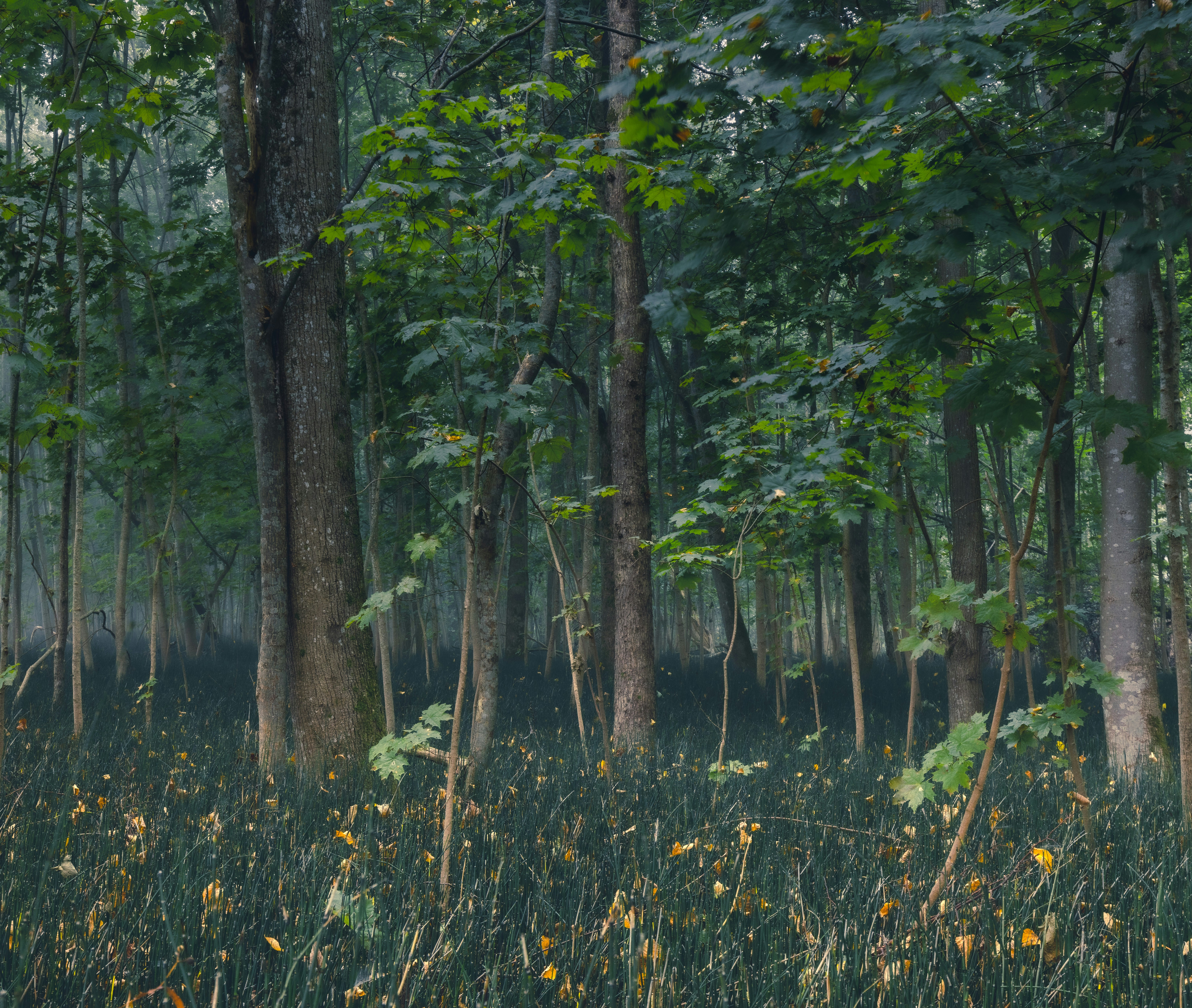Una foresta piena di alberi ad alto fusto