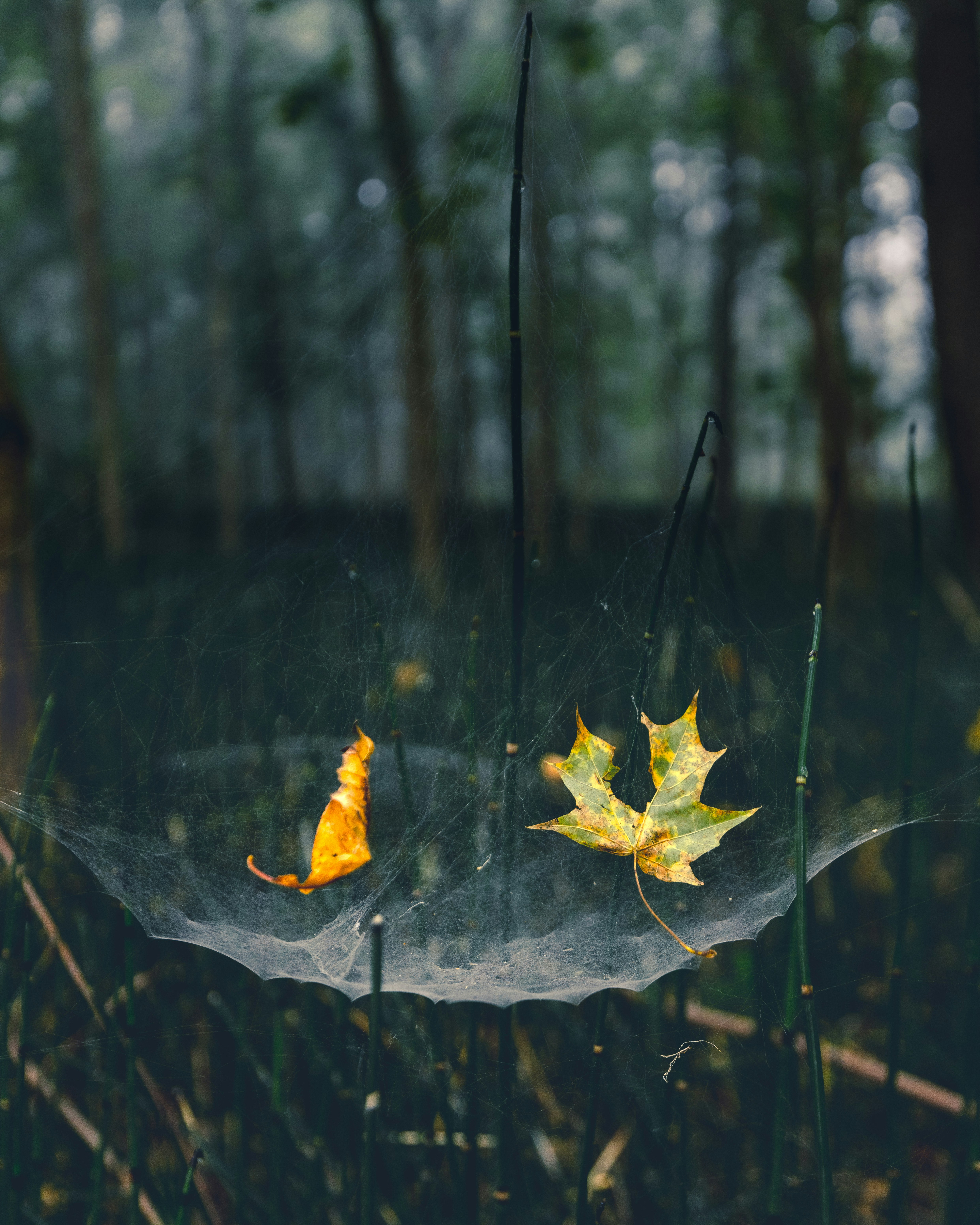 Una foglia che giace a terra