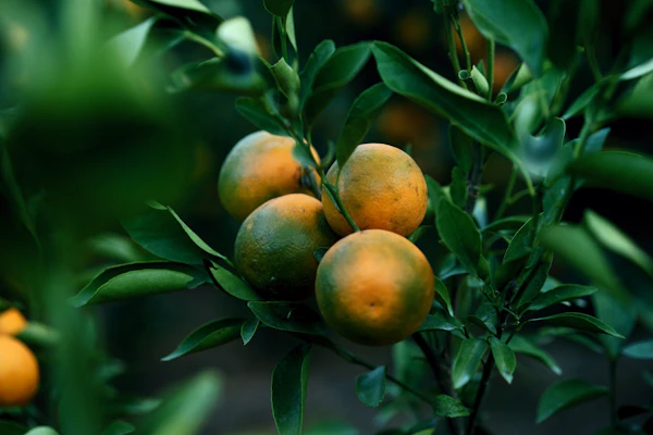 Fresh oranges growing on a tree in a Los Angeles garden