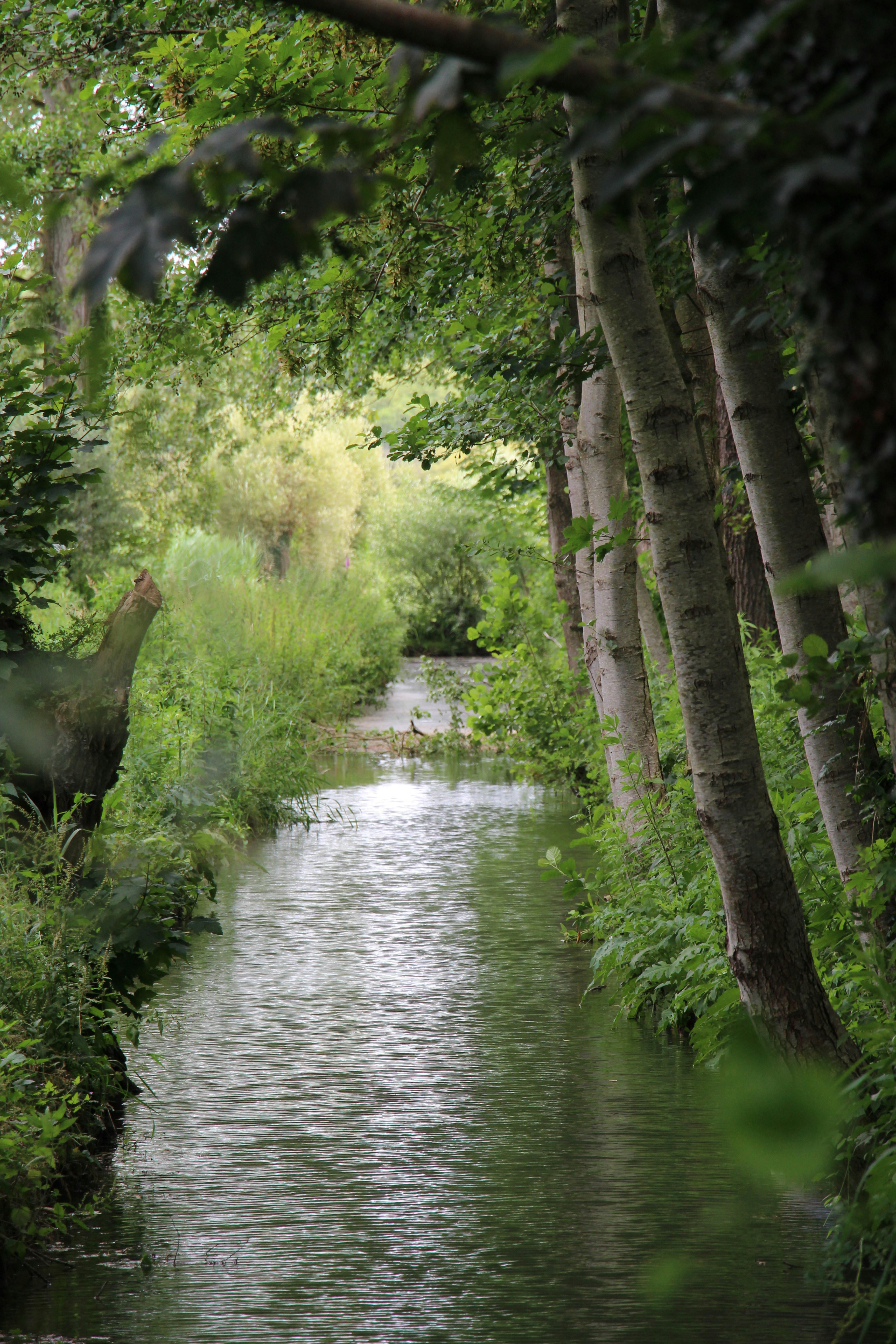 Un fiume che scorre attraverso una foresta verde e lussureggiante