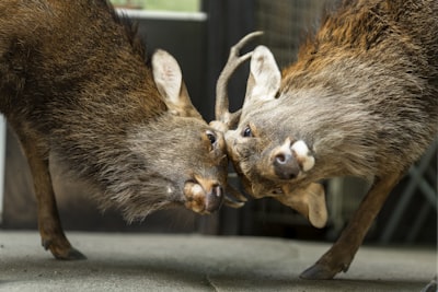 나라 사슴 공원 & 당일치기 코스