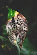 A close up of a leaf with a bug on it