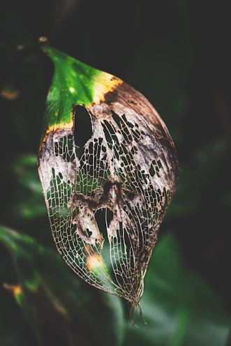A close up of a leaf with a bug on it