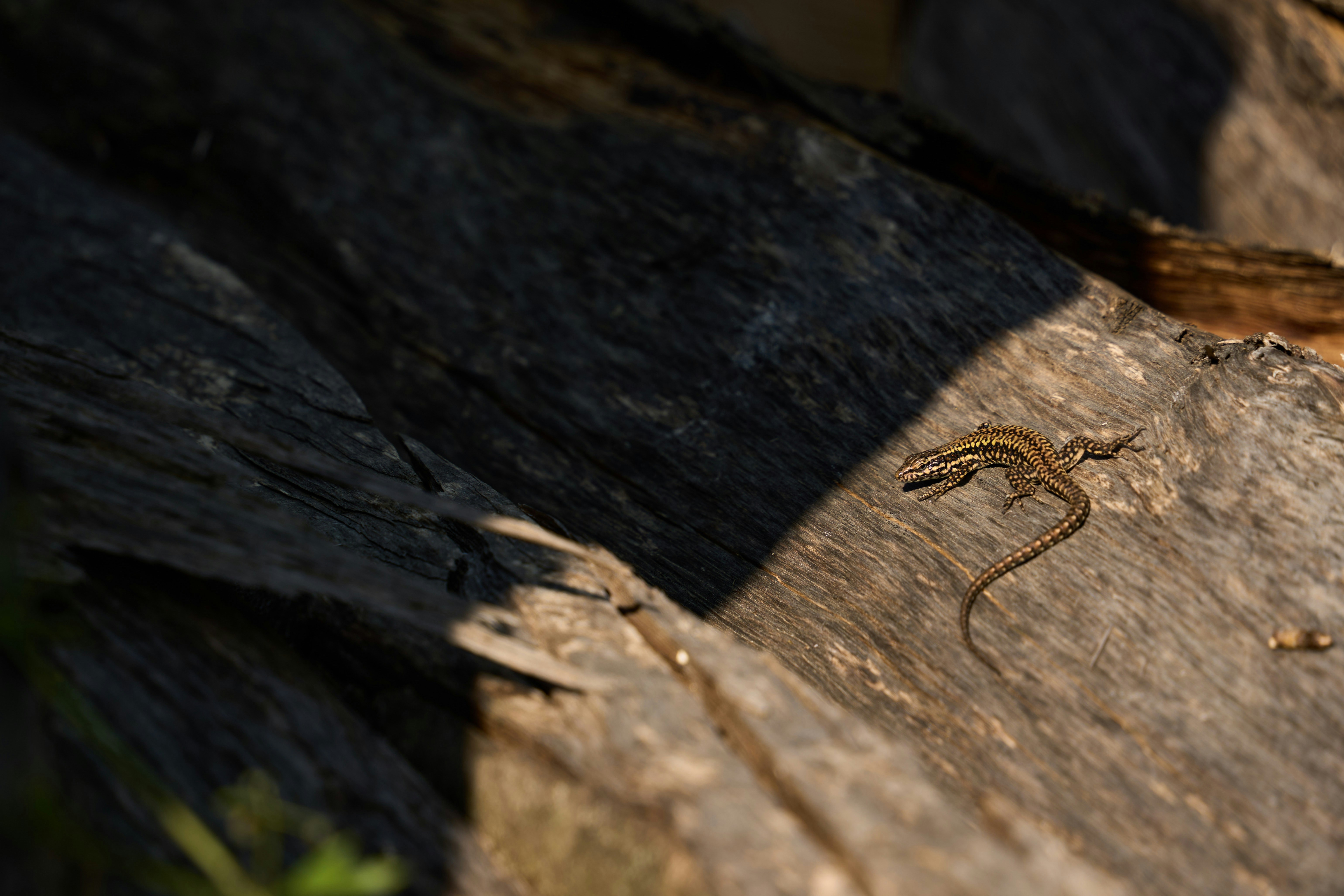 Photo by wolfgang_hasselmann