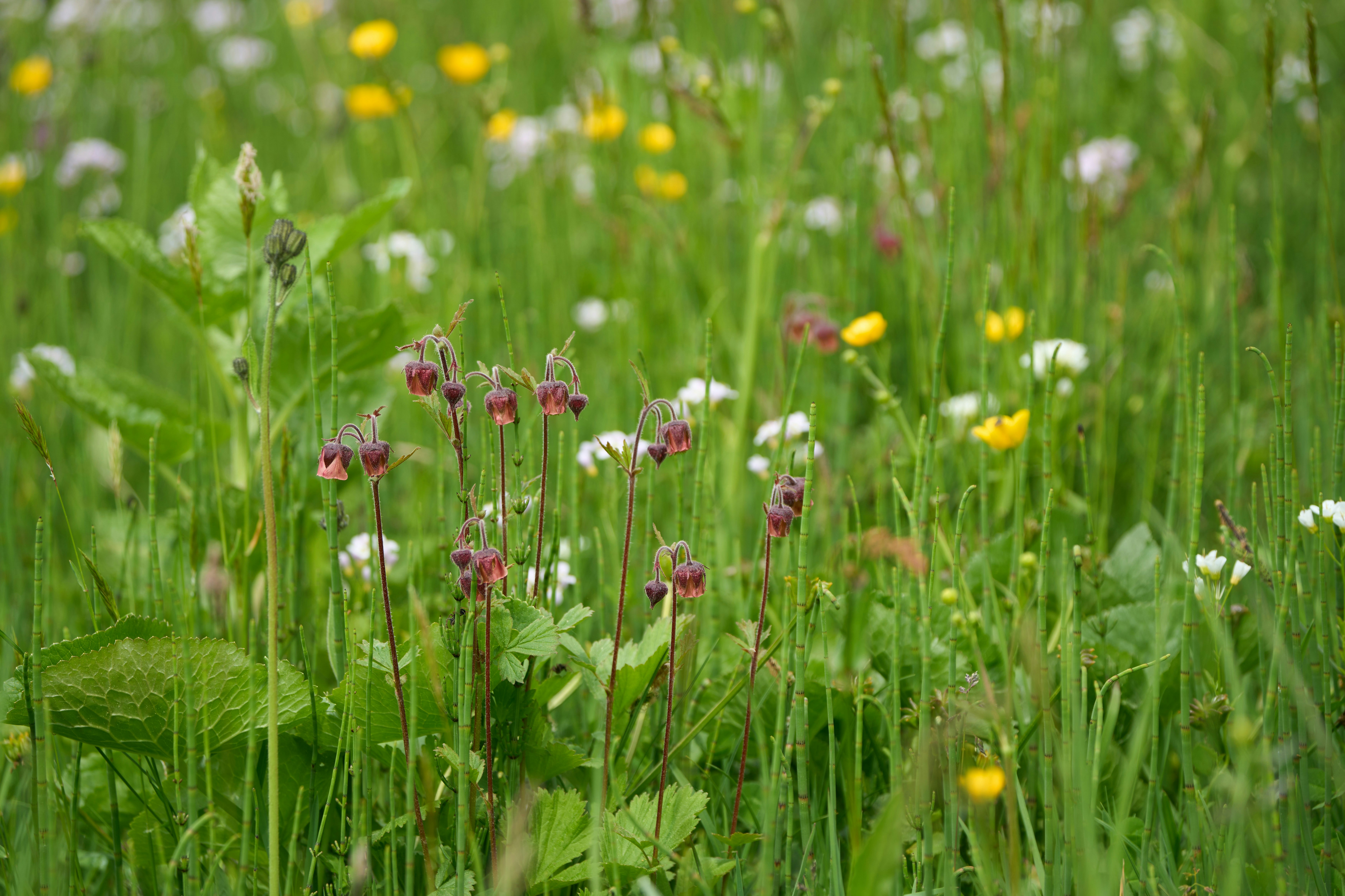 Photo by wolfgang_hasselmann