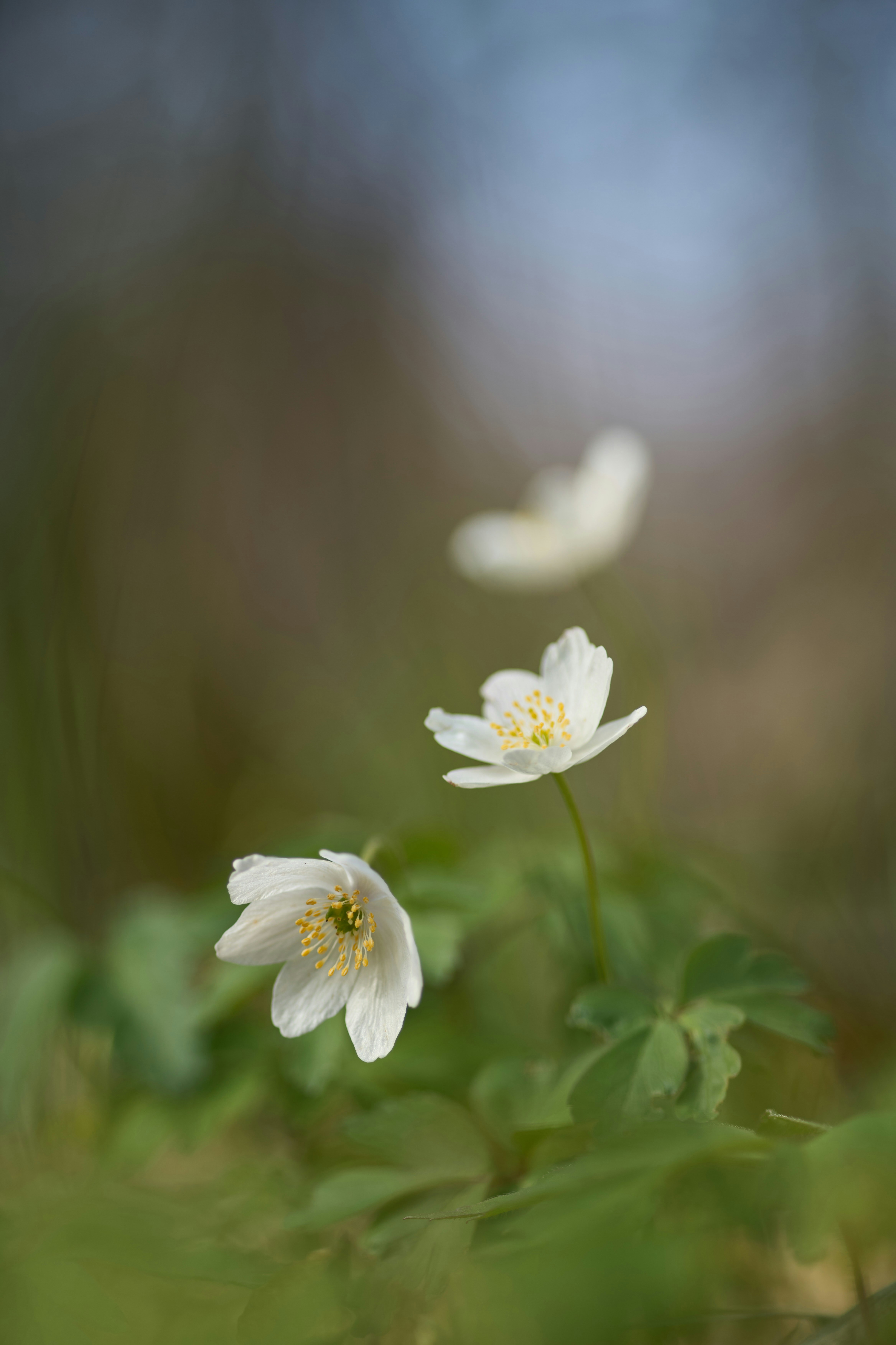 Photo by wolfgang_hasselmann