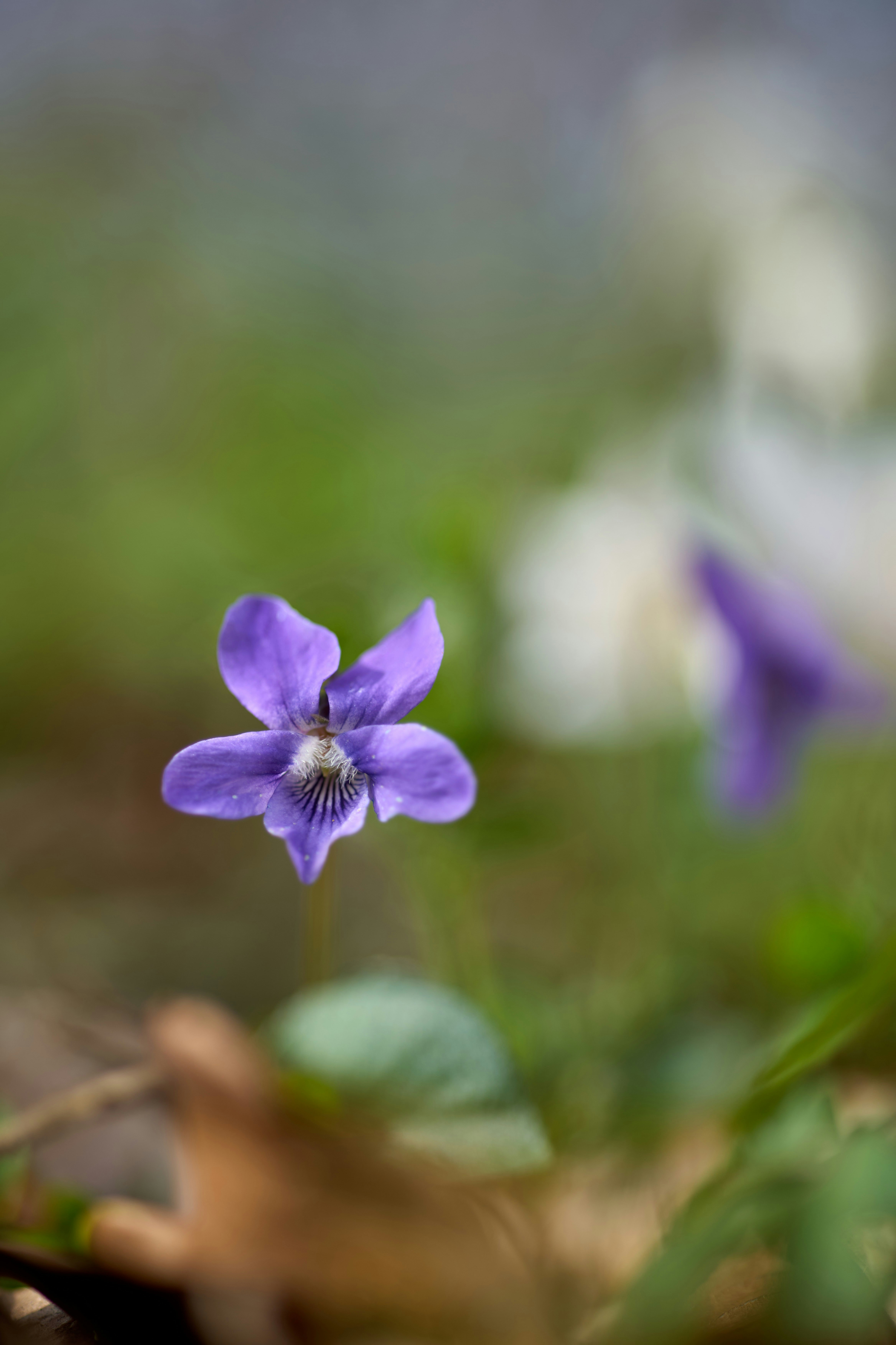 Photo by wolfgang_hasselmann