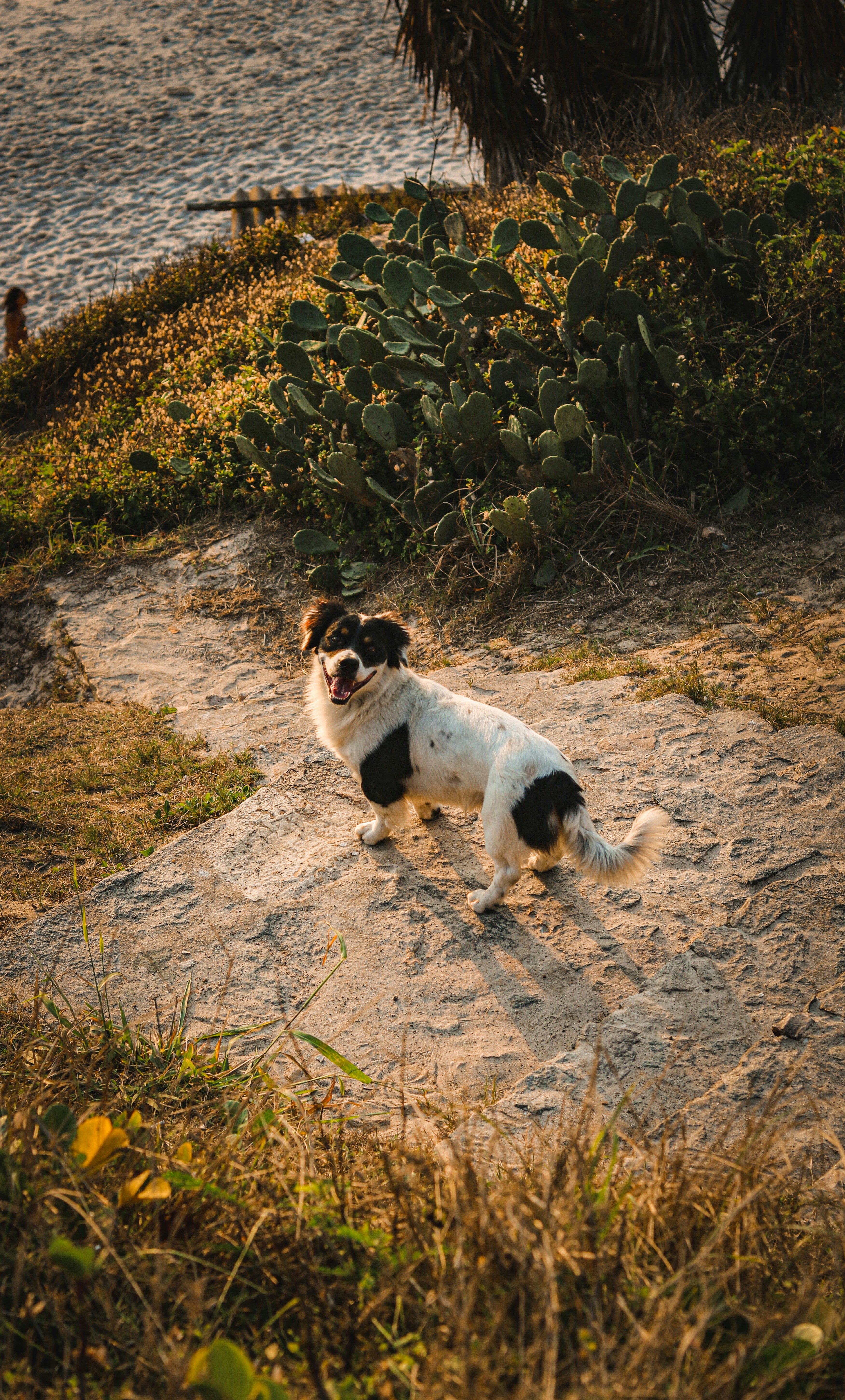 A black and white dog standing on top of a sandy beach photo – Free ...