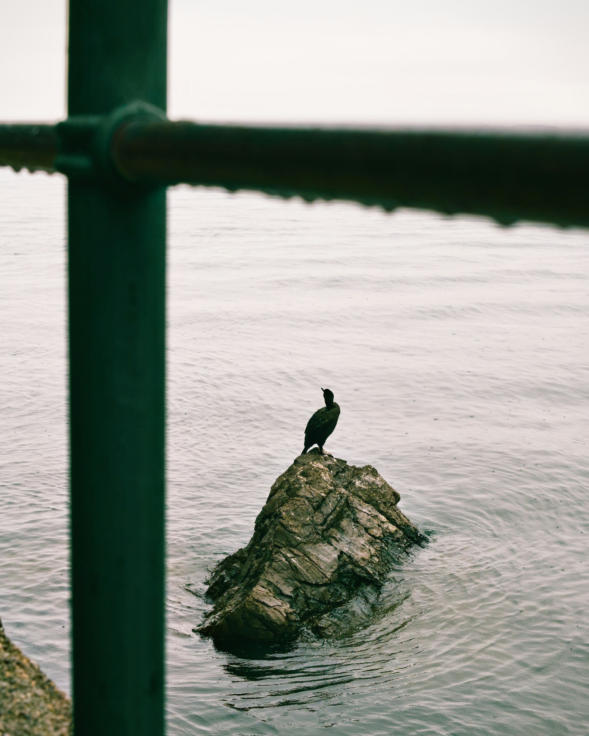 Photo by donkeyradish