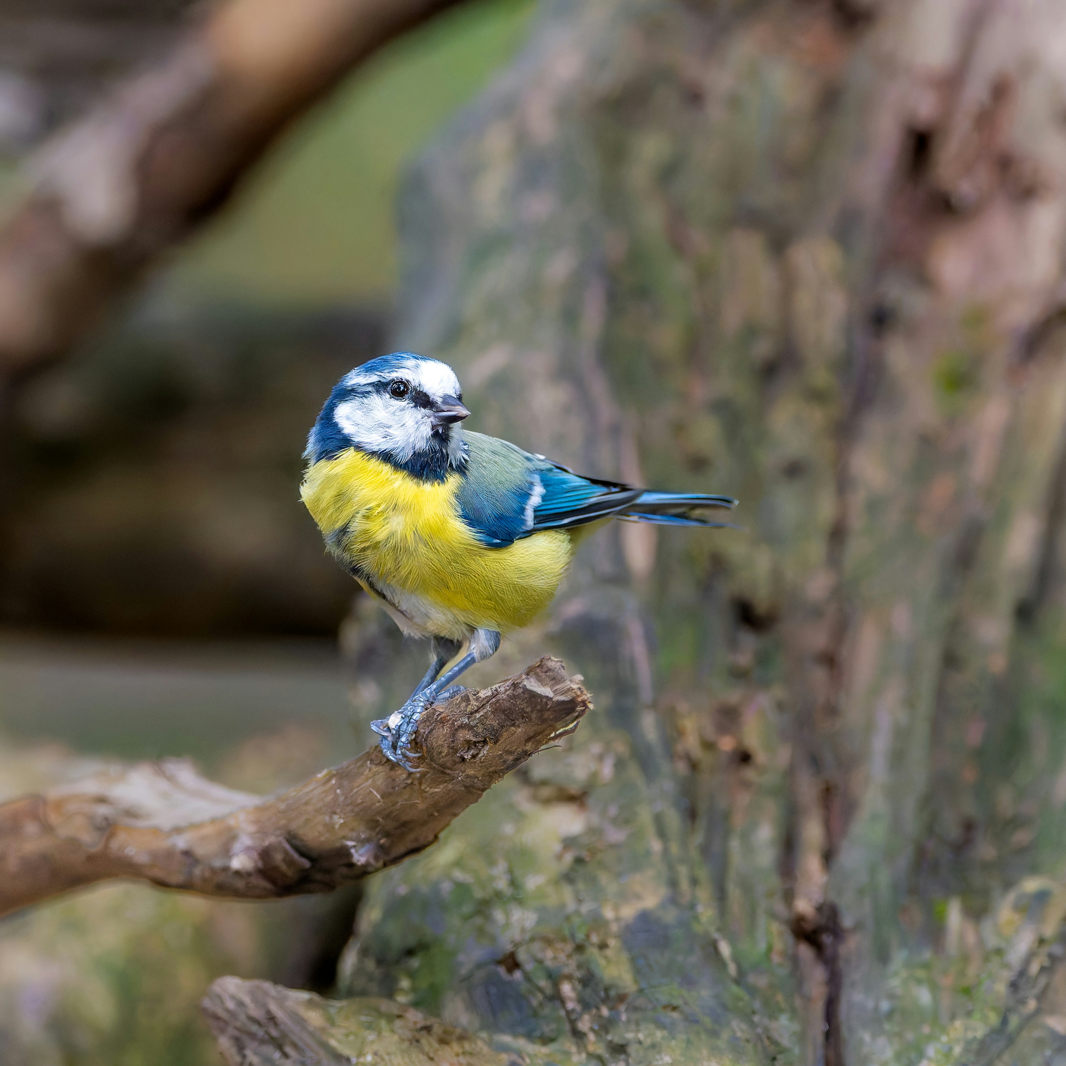 Photo by siegfriedpoepperl