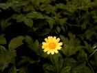 A single yellow flower in the middle of a field