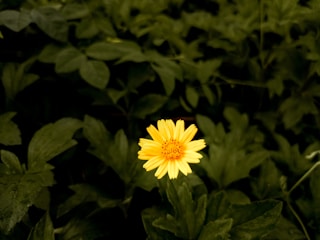 A single yellow flower in the middle of a field