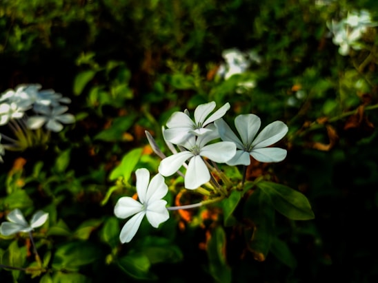 A bunch of white flowers that are in the grass