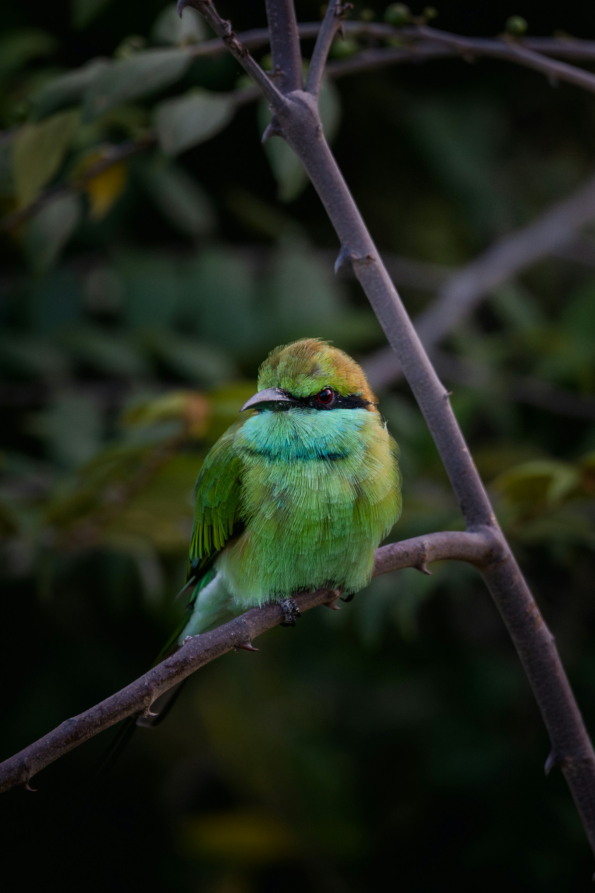 A small green bird sitting on a tree branch