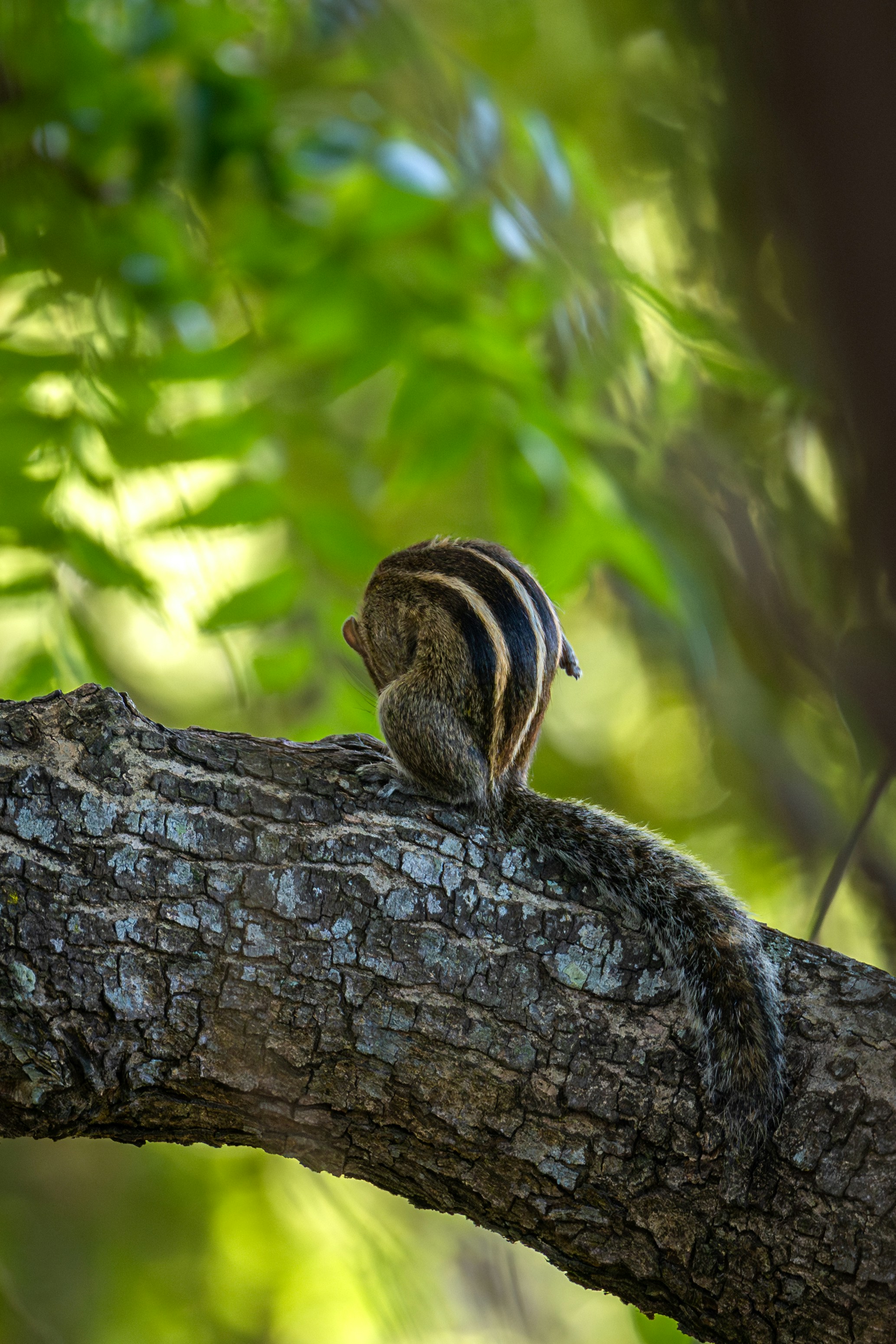 A small bird perched on a tree branch