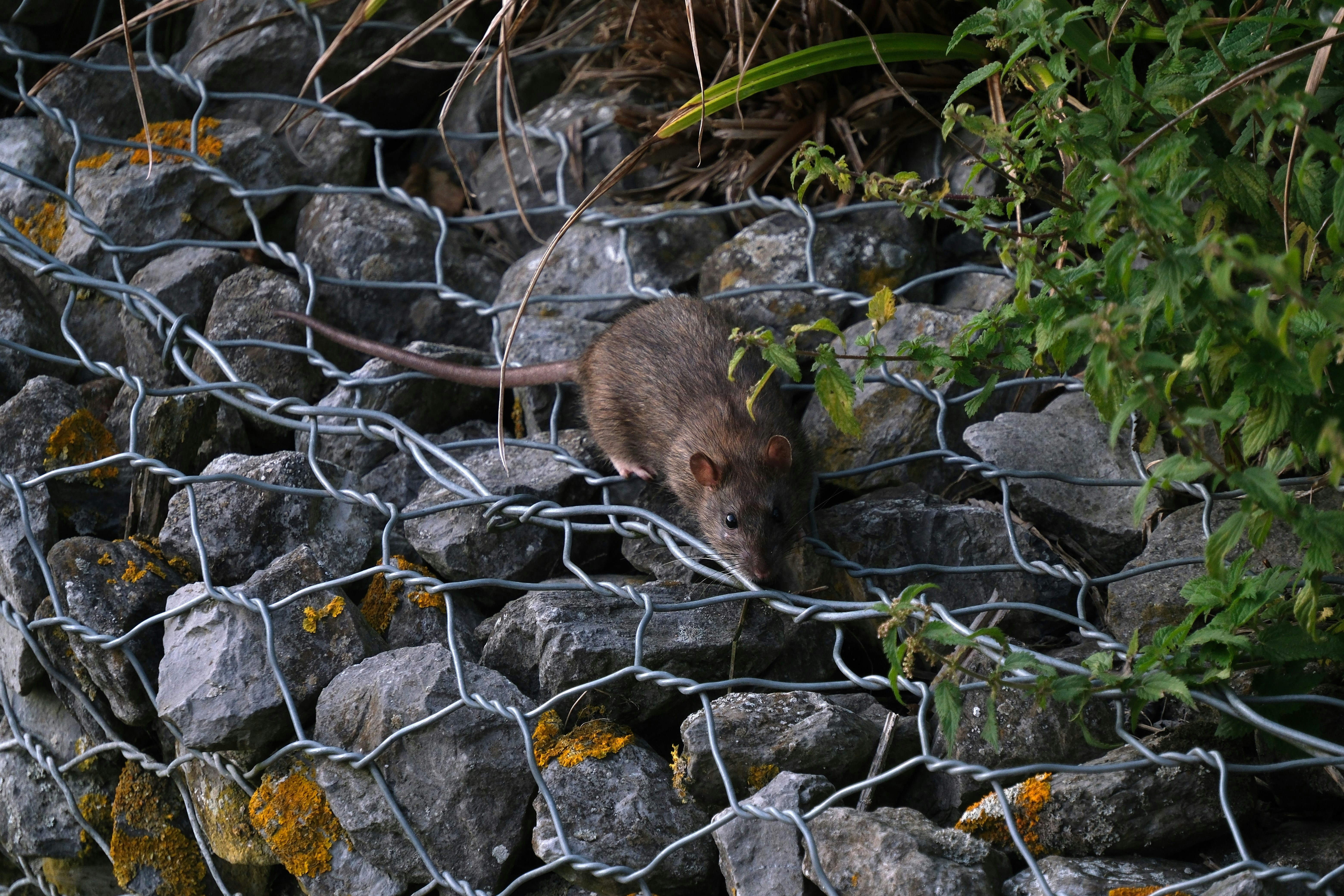 How Backyard Chickens In Utah Attract Rats To Neighborhoods