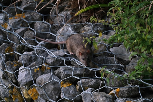 A rat climbing up a pile of rocks