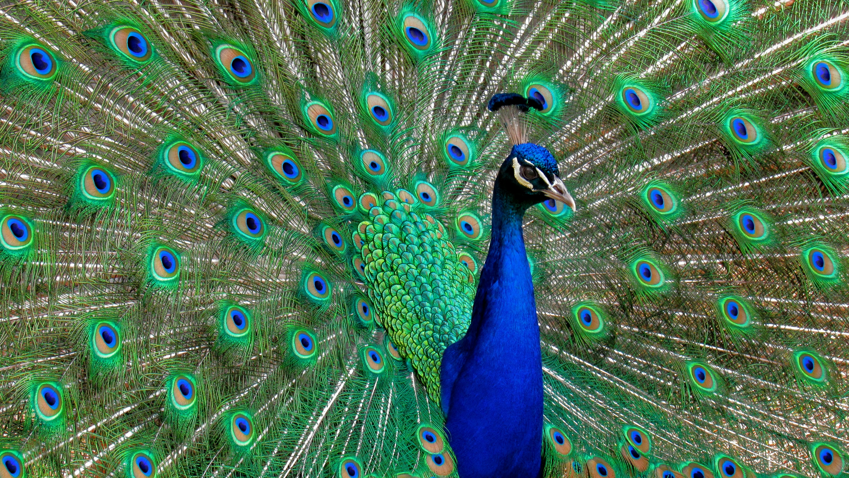 Photo by judy_beth_morris_idaho