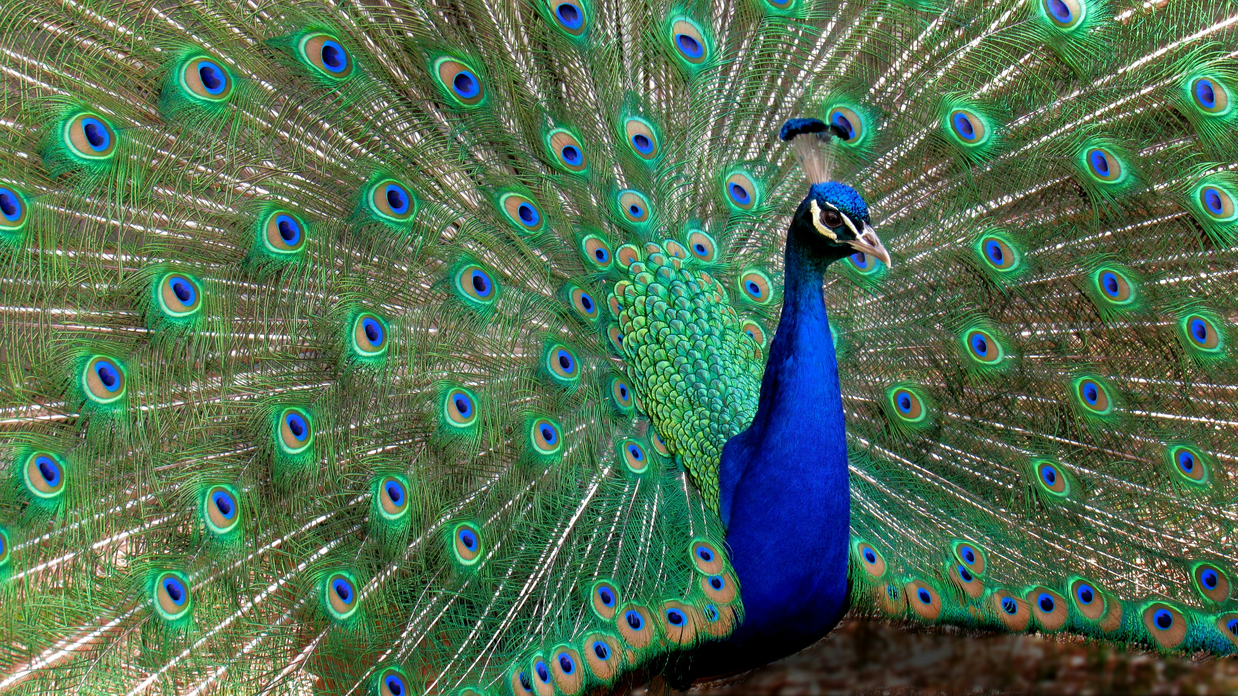 Beyond Bling: How High‑Value Regalia Sellers Are Adapting Supply, Pricing and Protection in 2026