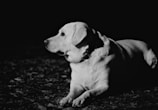 A black and white photo of a dog laying on the ground