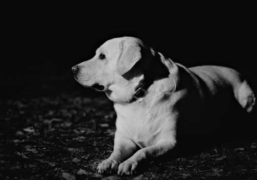A black and white photo of a dog laying on the ground