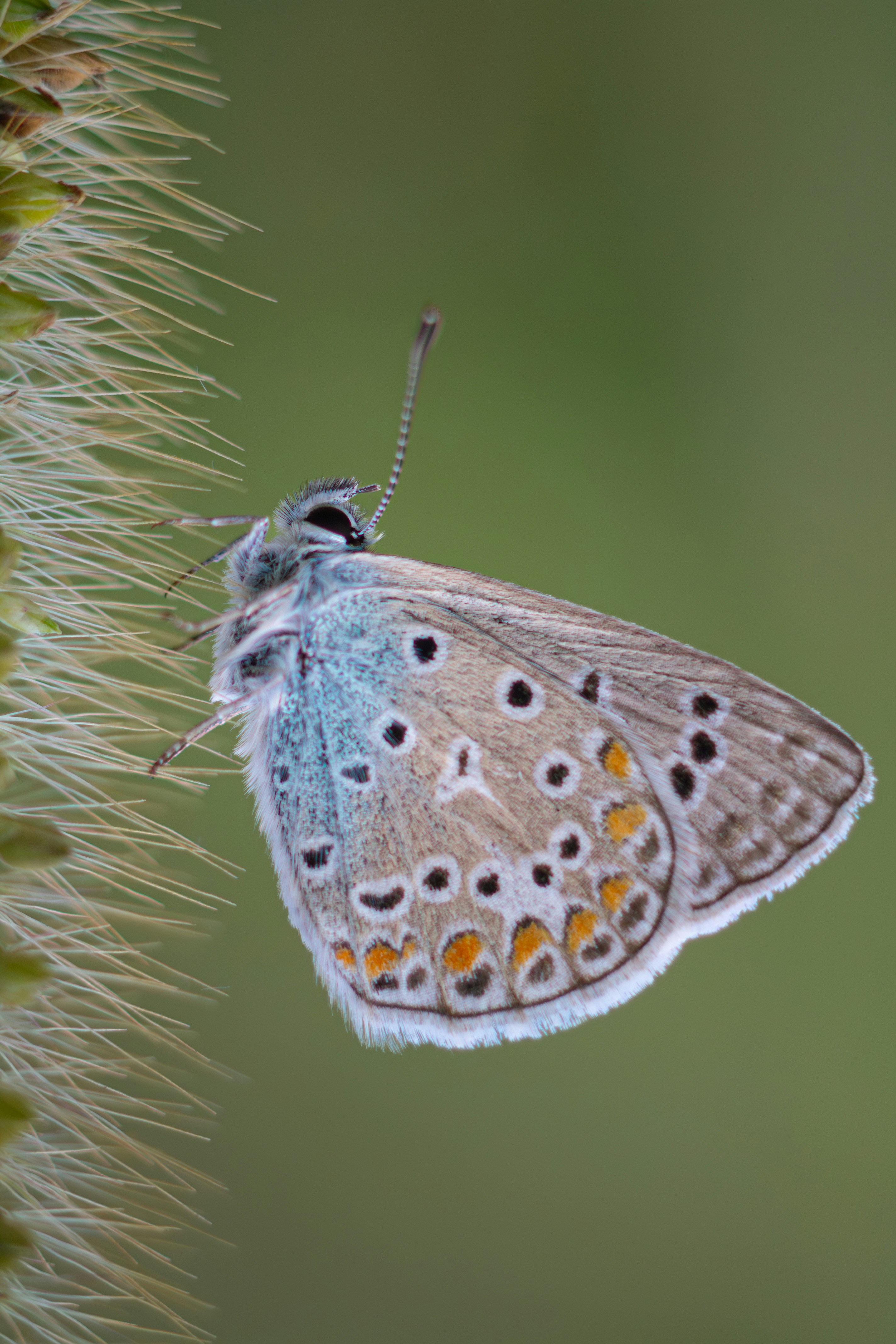 A small blue butterfly sitting on top of a plant